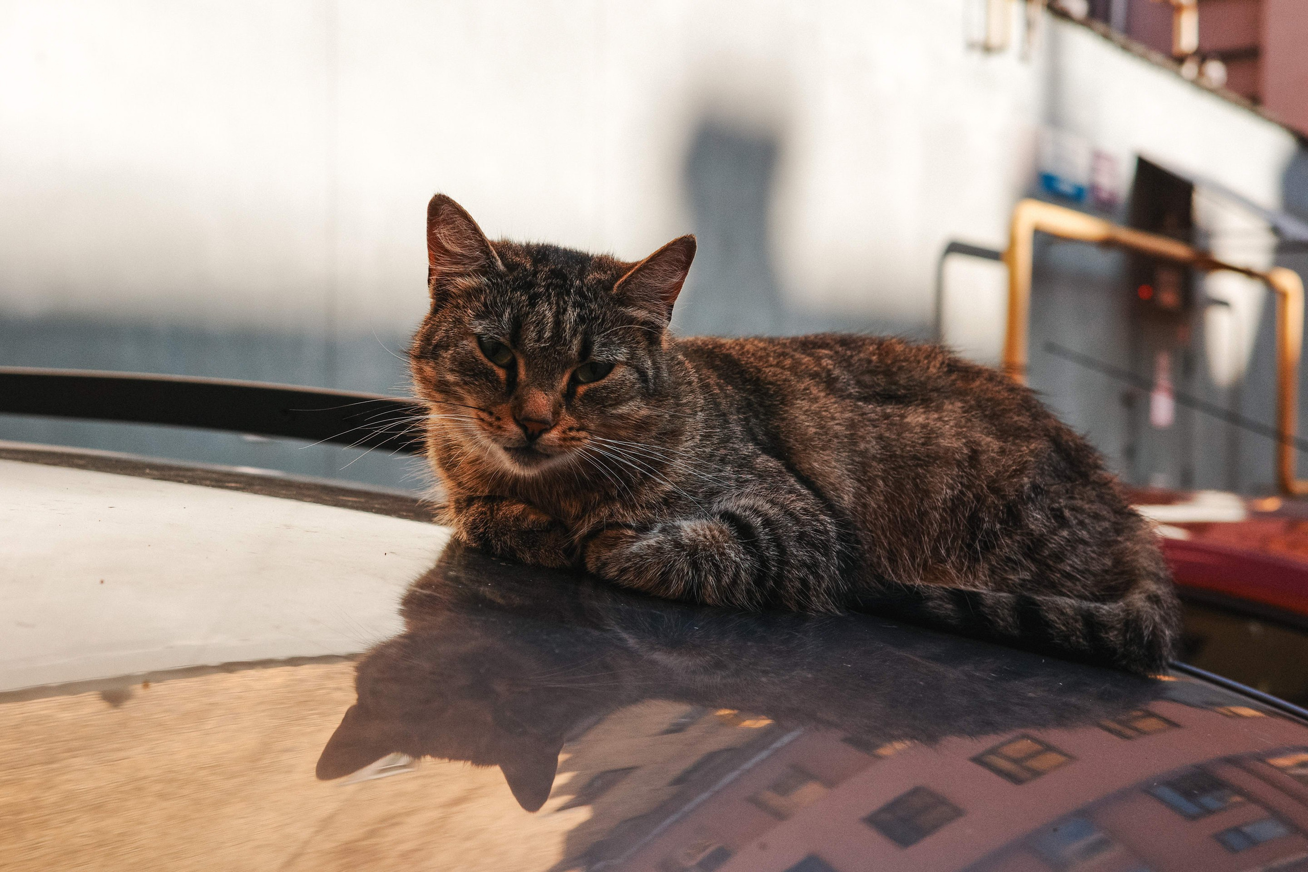 2024.08. Фотограф Алексей Алексеев