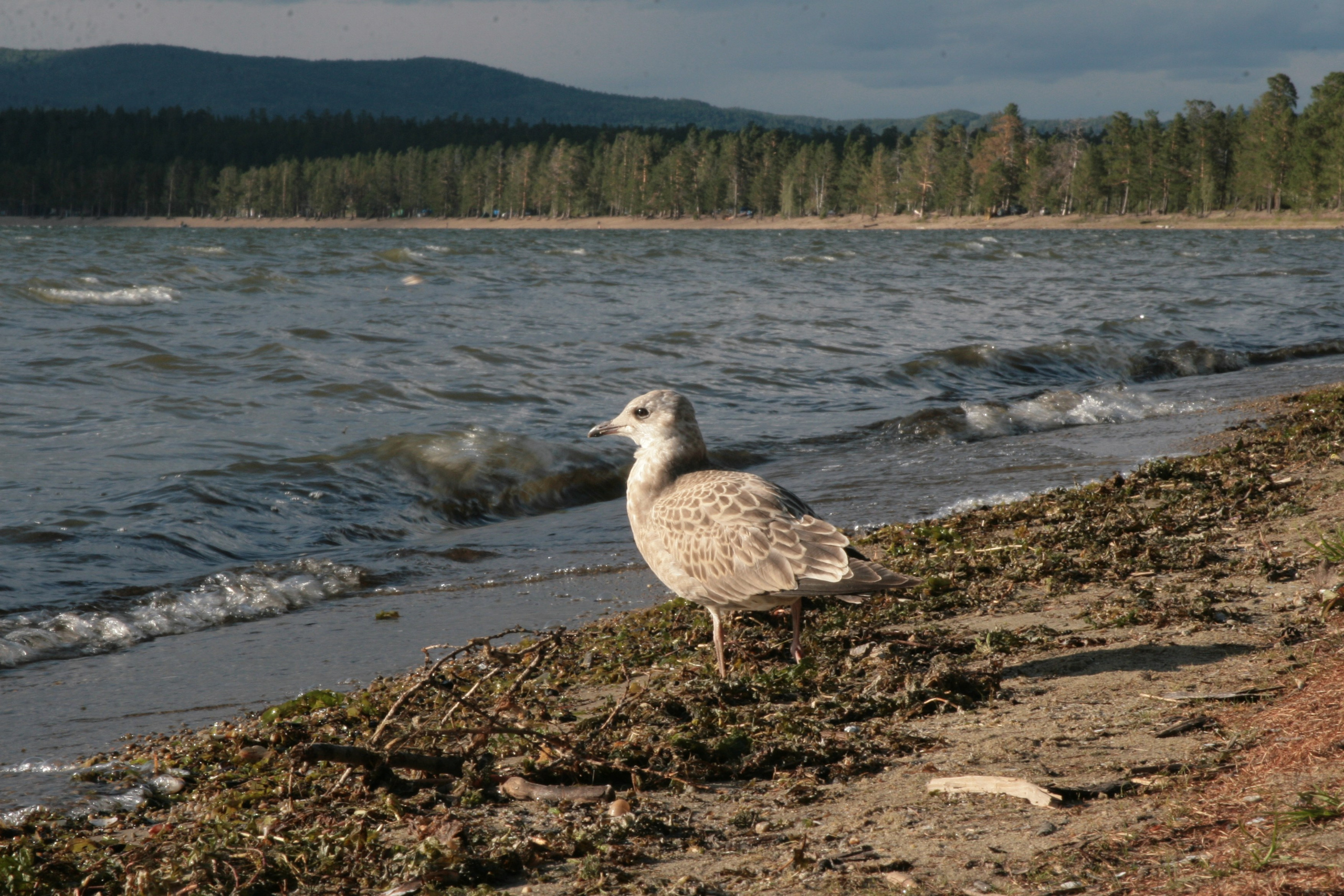 Фото Природы Забайкалья. Студия Максима Белослюдцева
