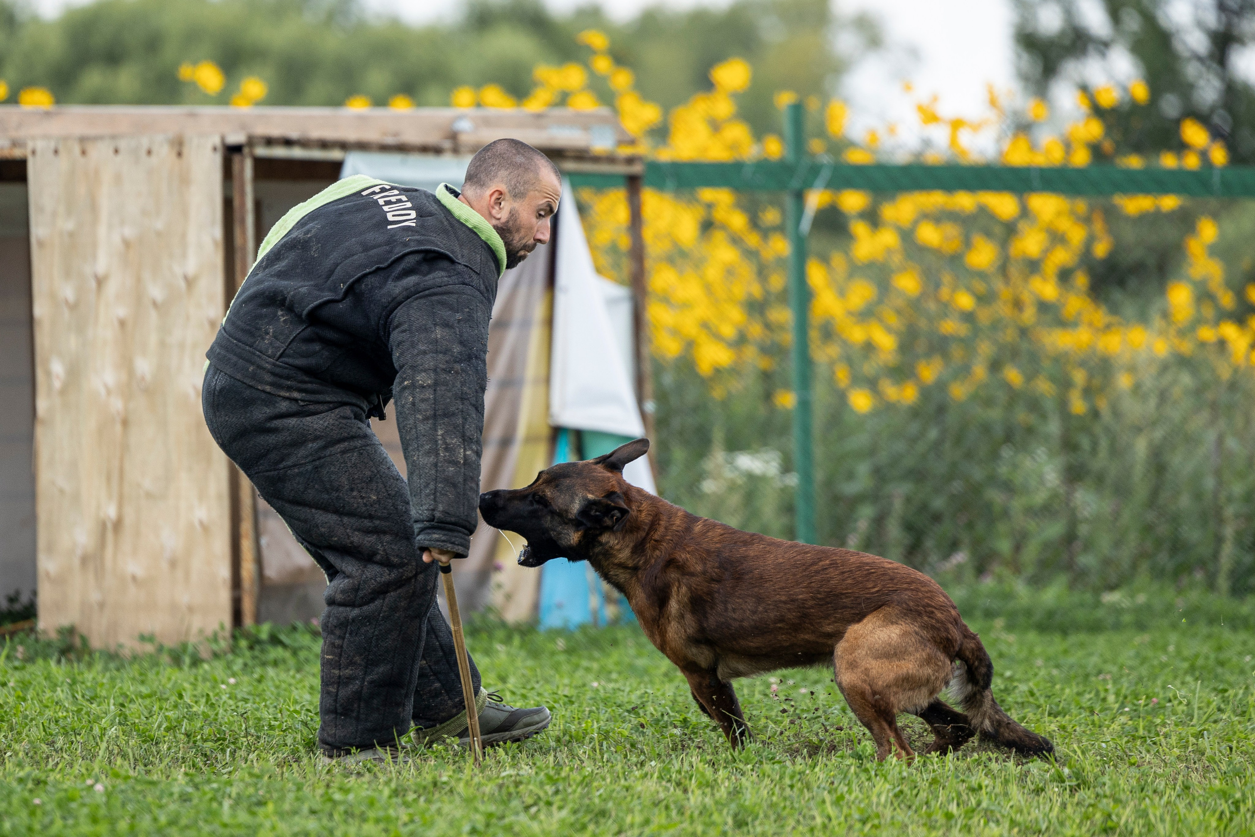 Соревнования по Мондьорингу г. Вологда 10-11.08.2024. Фотограф-анималист Анна Маринич