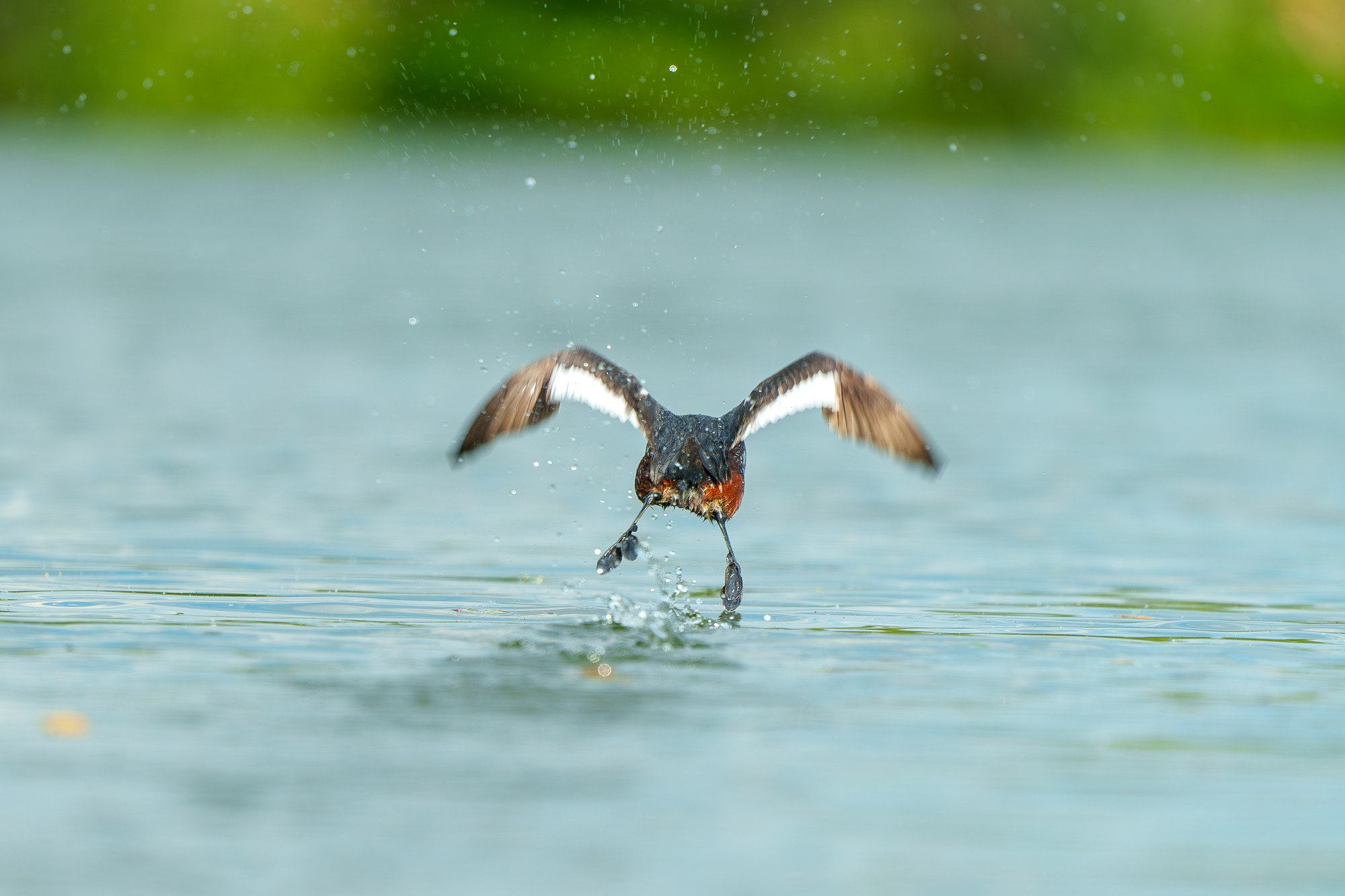 Удивительные мир птиц. Вокруг нас столько прекрасного — присмотритесь!. Ваш личный фотограф Марина Волкова