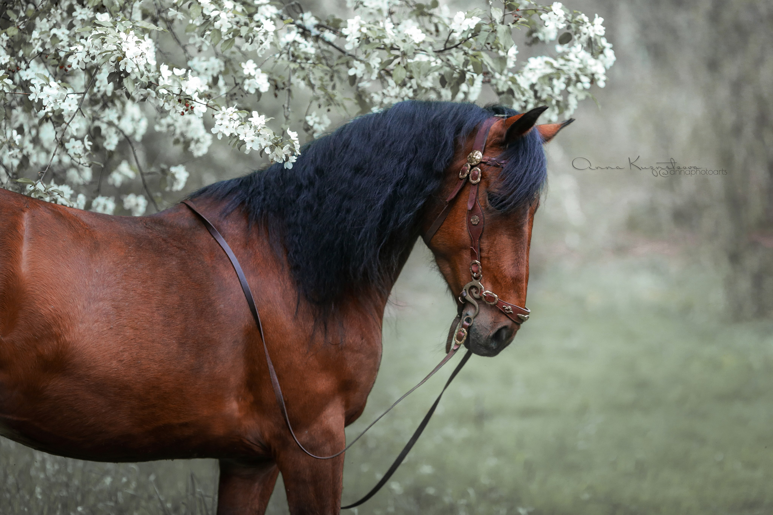 Для фотографов. Анна Молчанова конный фотограф в Тюмени | фотосессии с лошадьми Тюмень