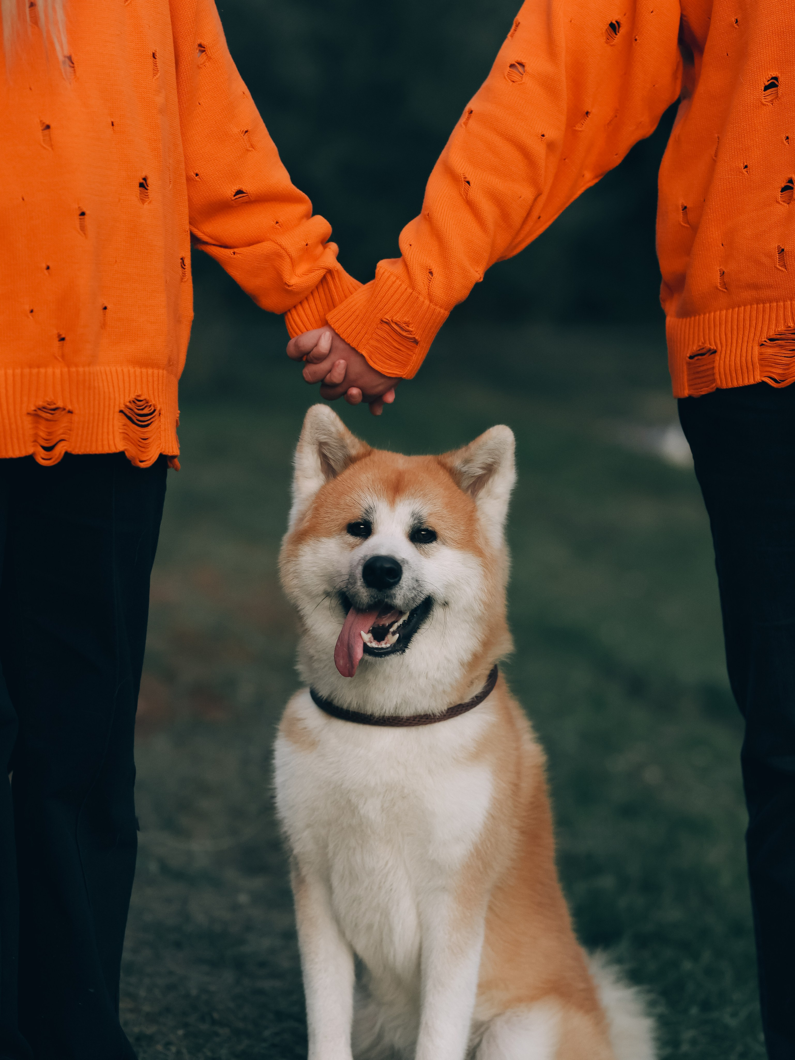 Гранд, Вика и Степан. Фотограф-анималист в Москве Кириллова Татьяна