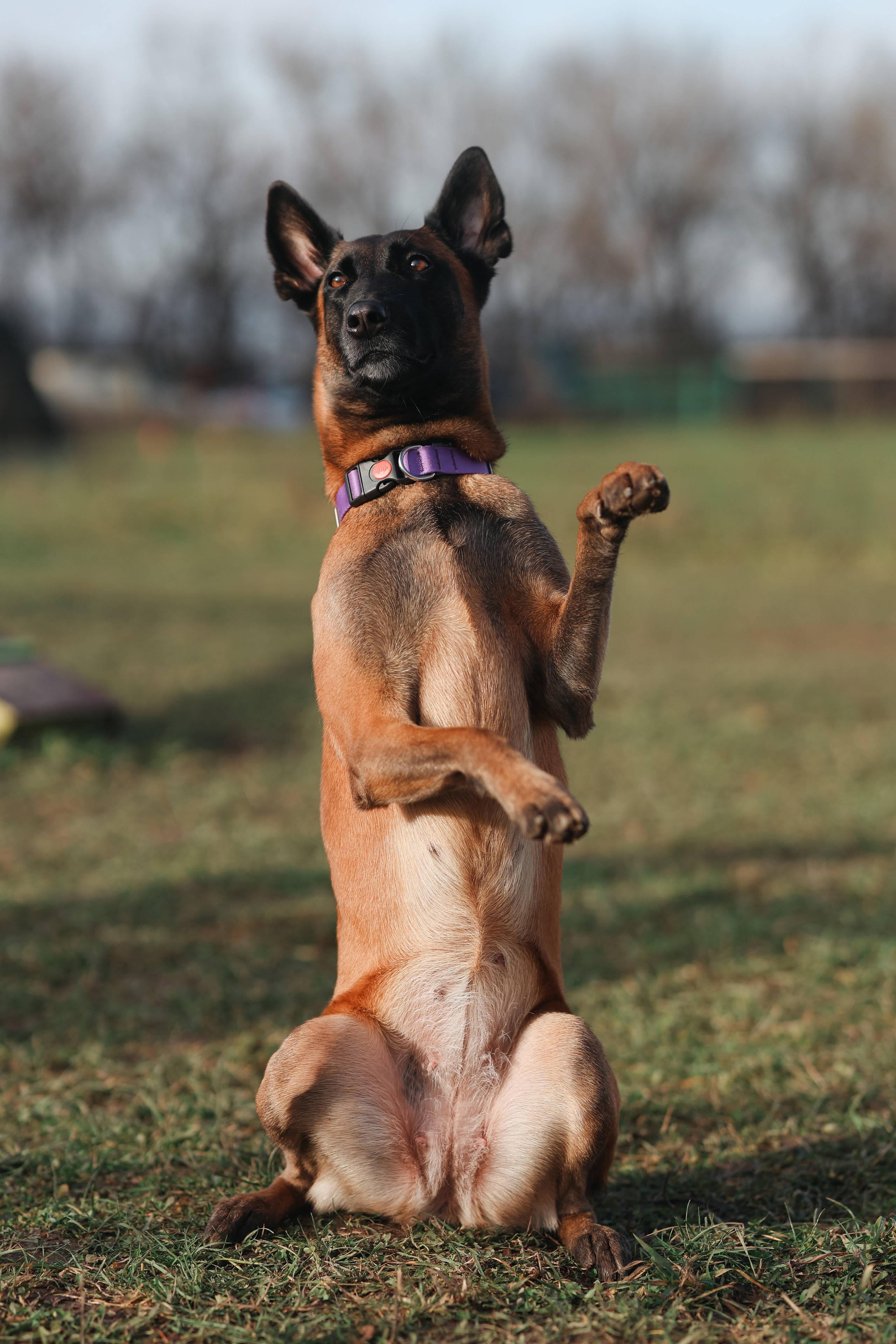 Соревнования BH. Фотограф-анималист в Москве Кириллова Татьяна