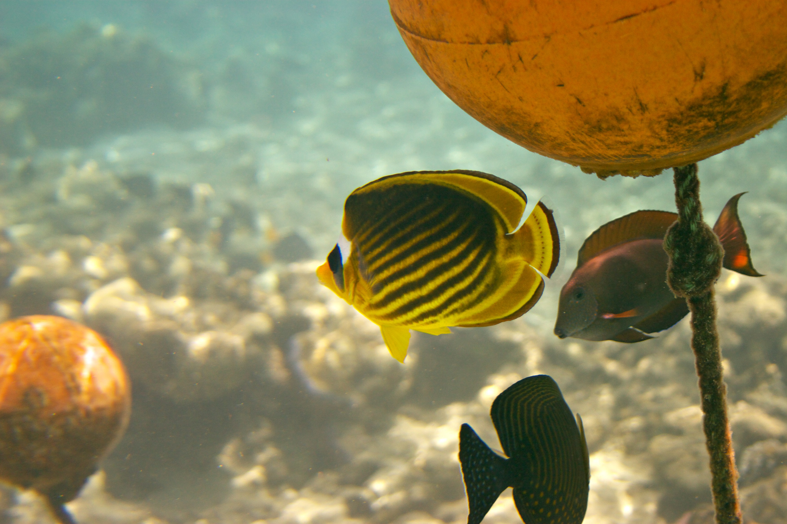 Под водой. Миша Печёнкин | фотография