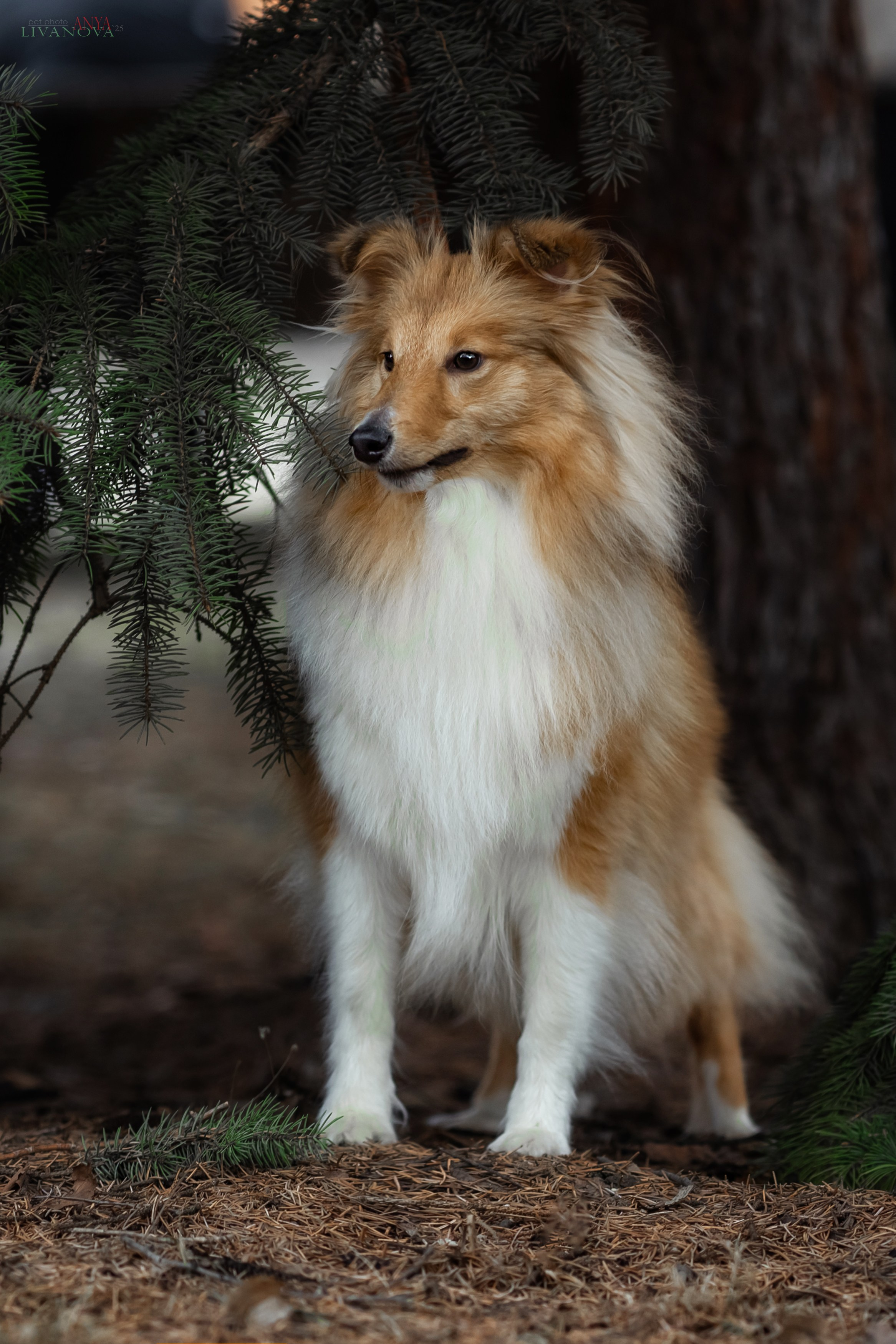 Ника. Фотограф анималист Аня Ливанова | Рыбинск