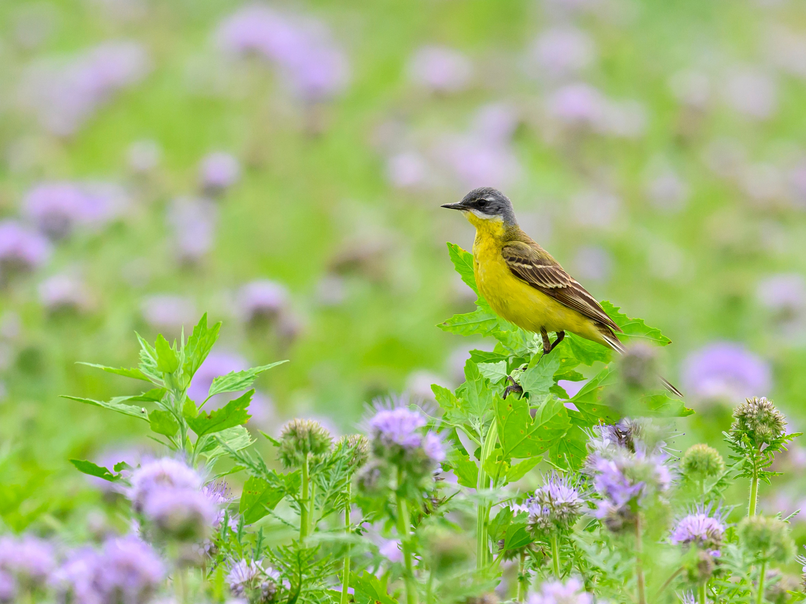 Лунь и трясогузки. Wildlife photography by Sergey Puponin
