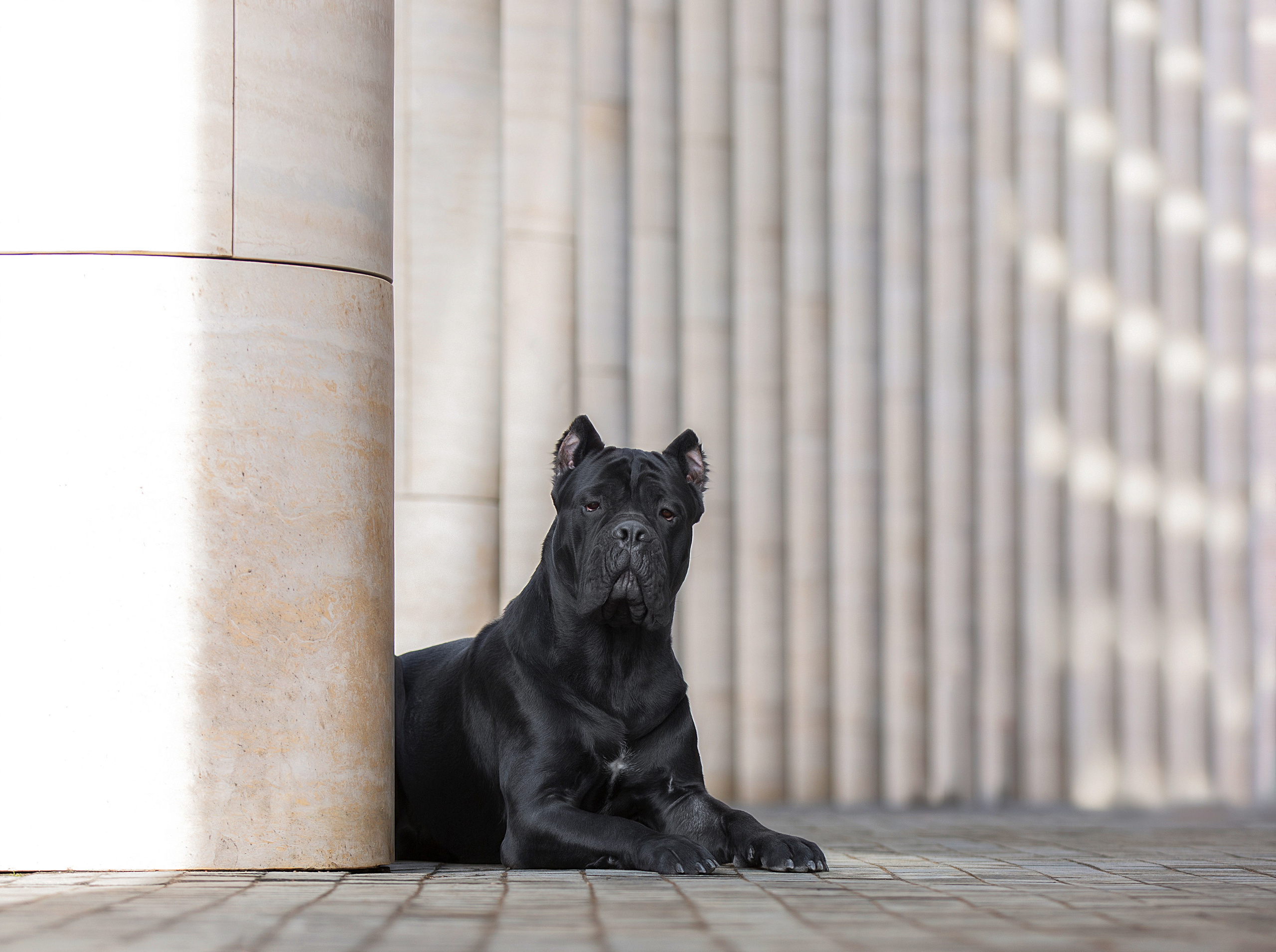 Художественная съёмка. Фотограф — анималист в Санкт — Петербурге Анна Орис