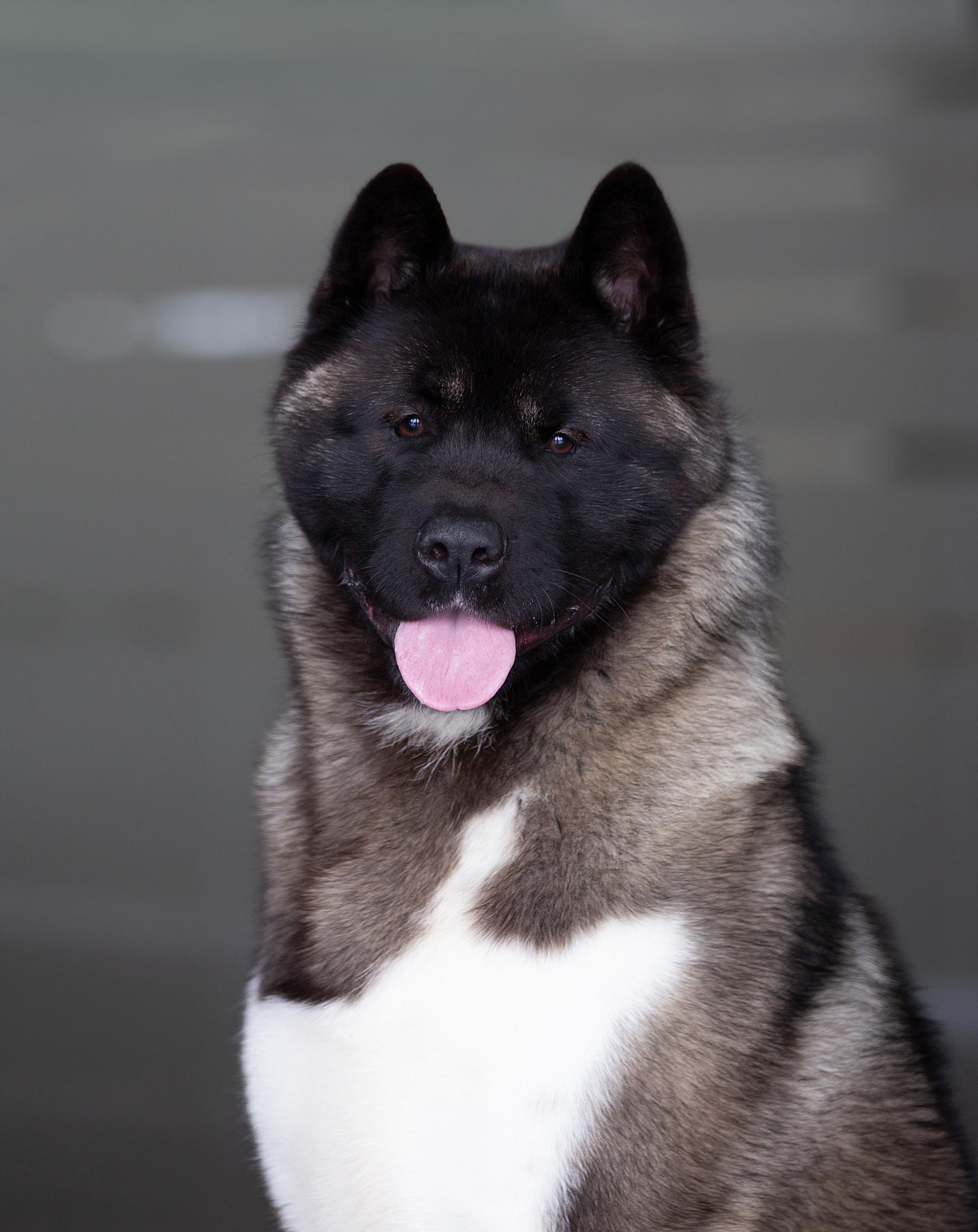 Выставки / репортаж. Фотограф — анималист в Санкт — Петербурге Анна Орис