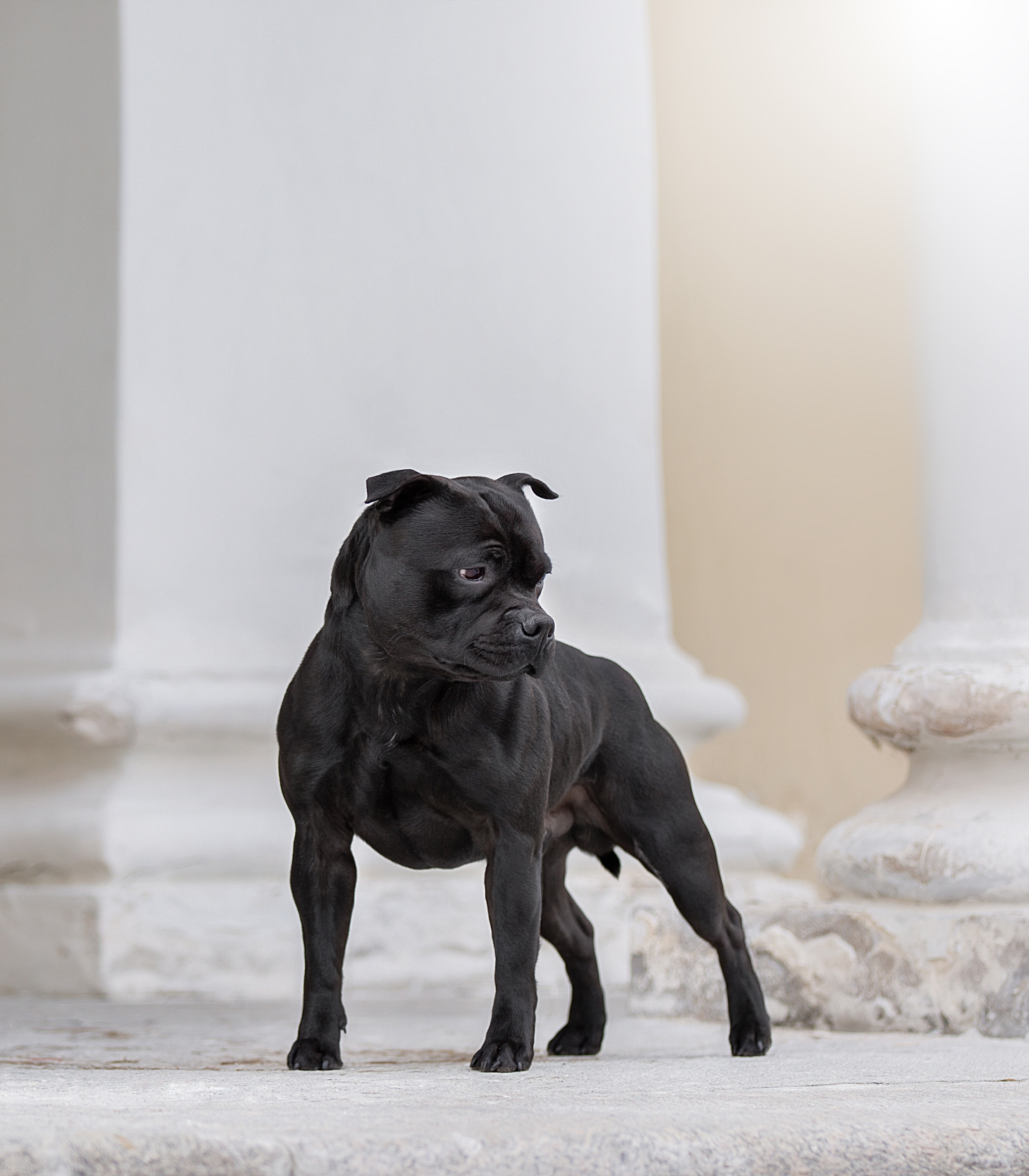 Художественная съёмка. Фотограф — анималист в Санкт — Петербурге Анна Орис