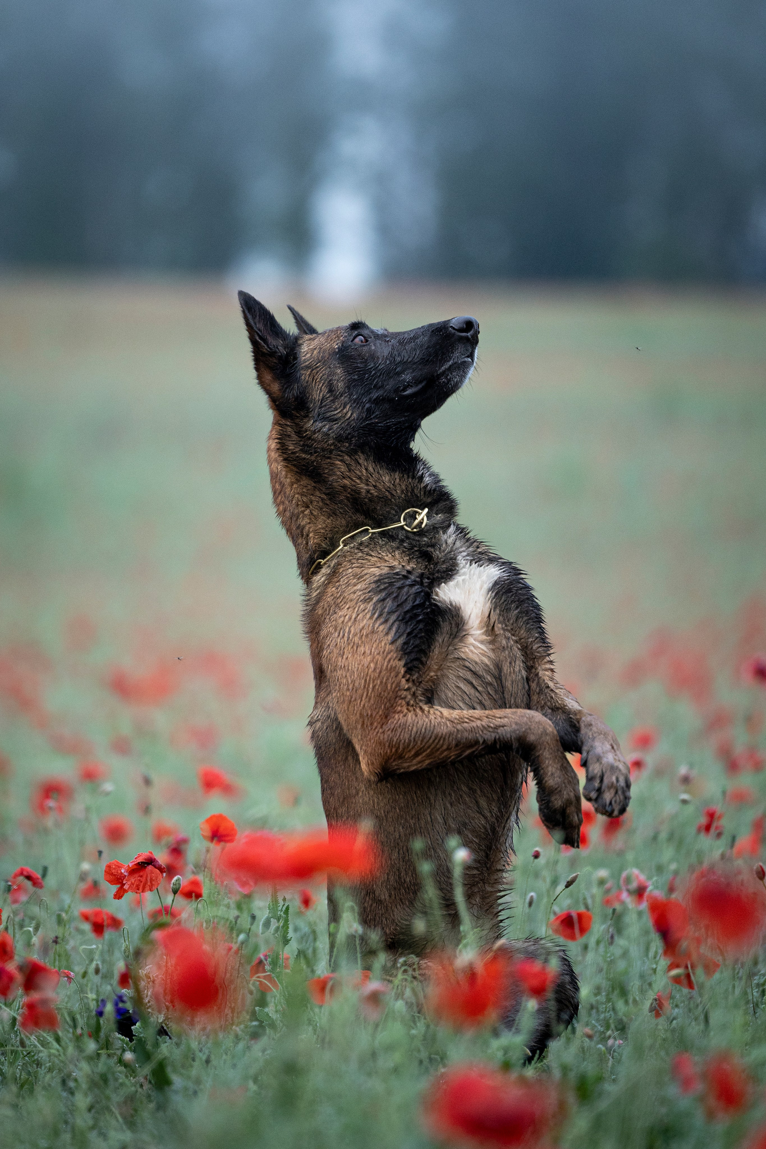 Маковое поле. Фотограф-анималист Анна Маринич
