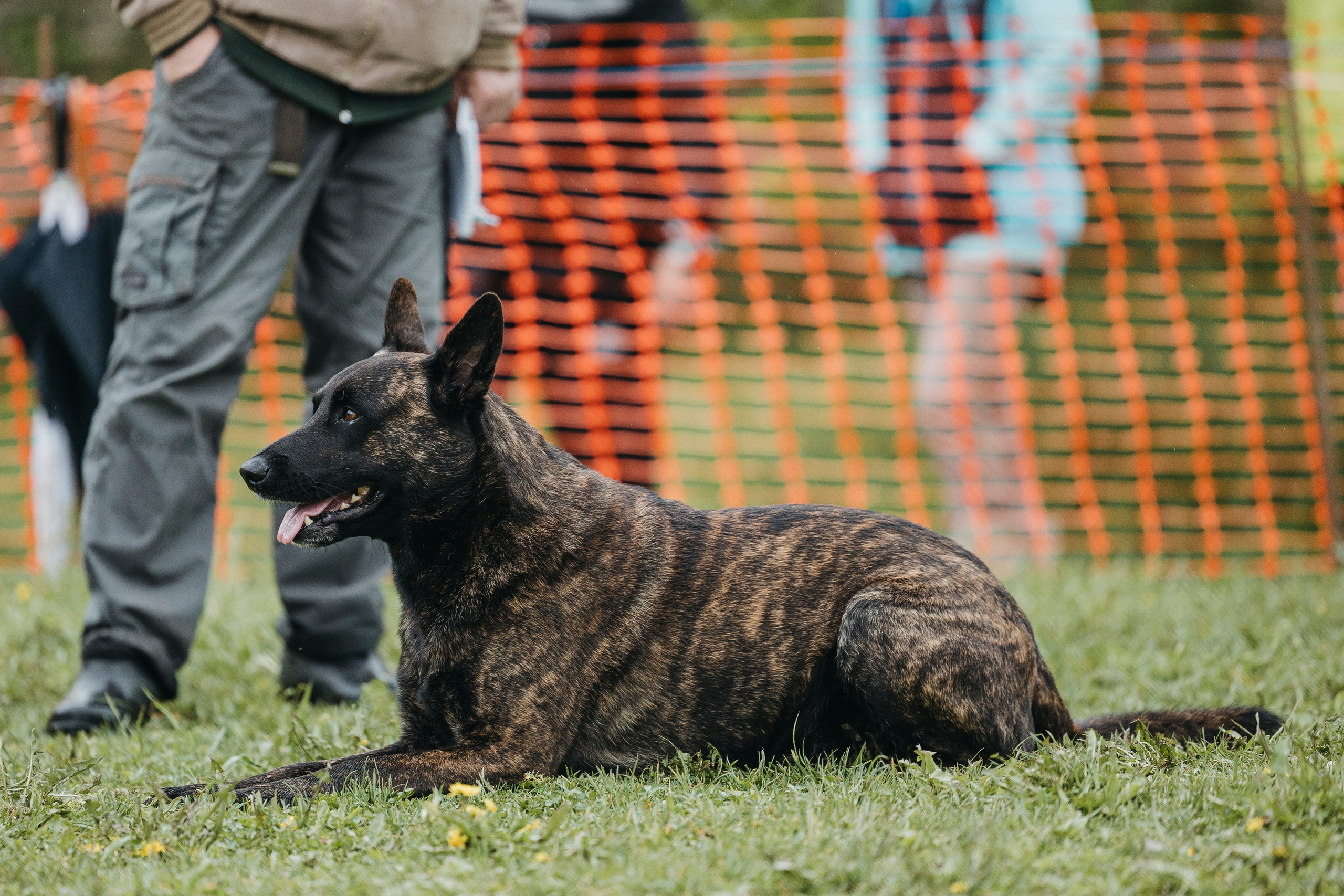 26.05.25 г. Пушкин квалификационные соревнования. Фотограф-анималист Анна Маринич