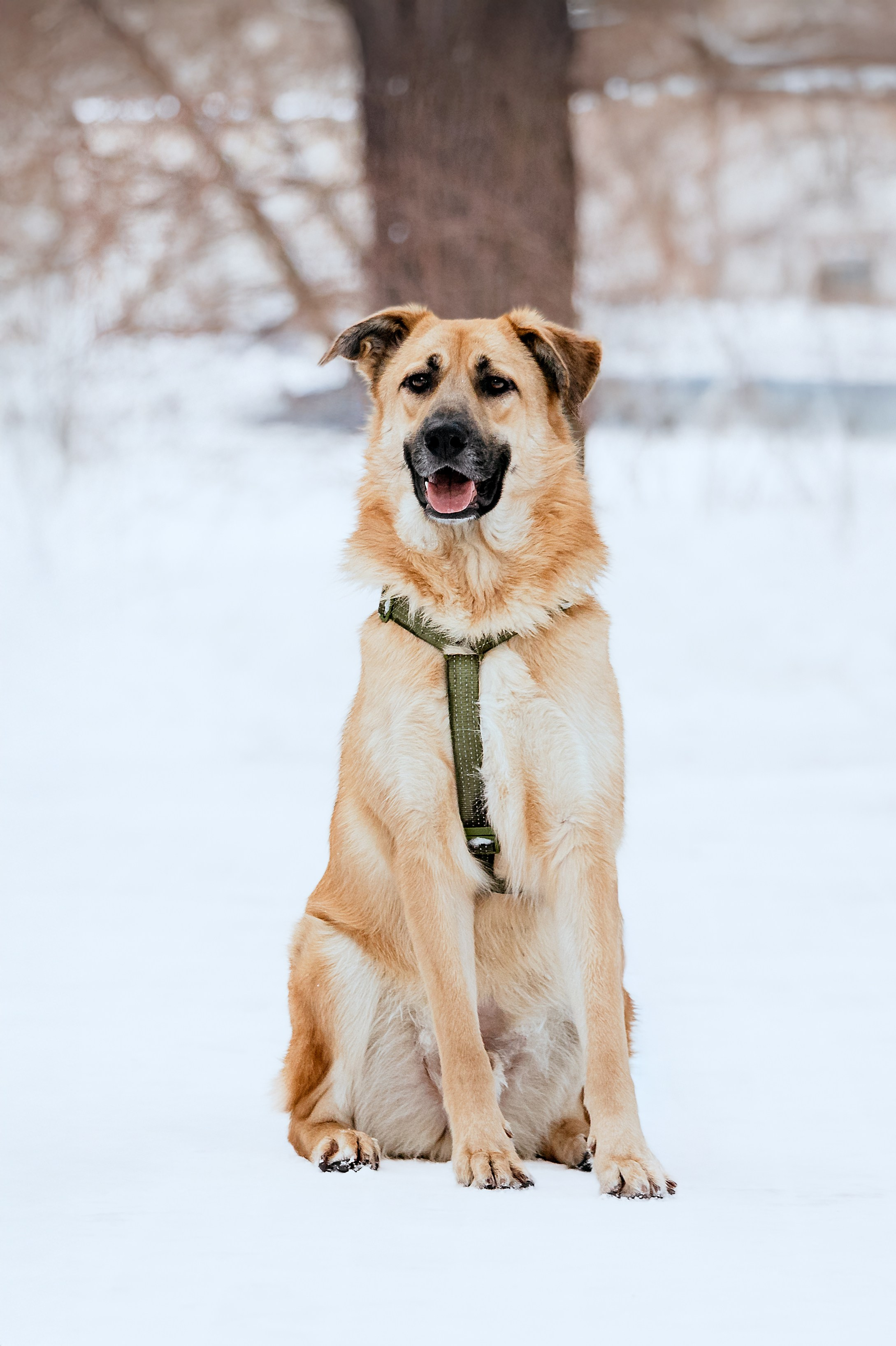 Собаки из приюта Дубовая роща зима. Фотограф-анималист Татьяна Степанова
