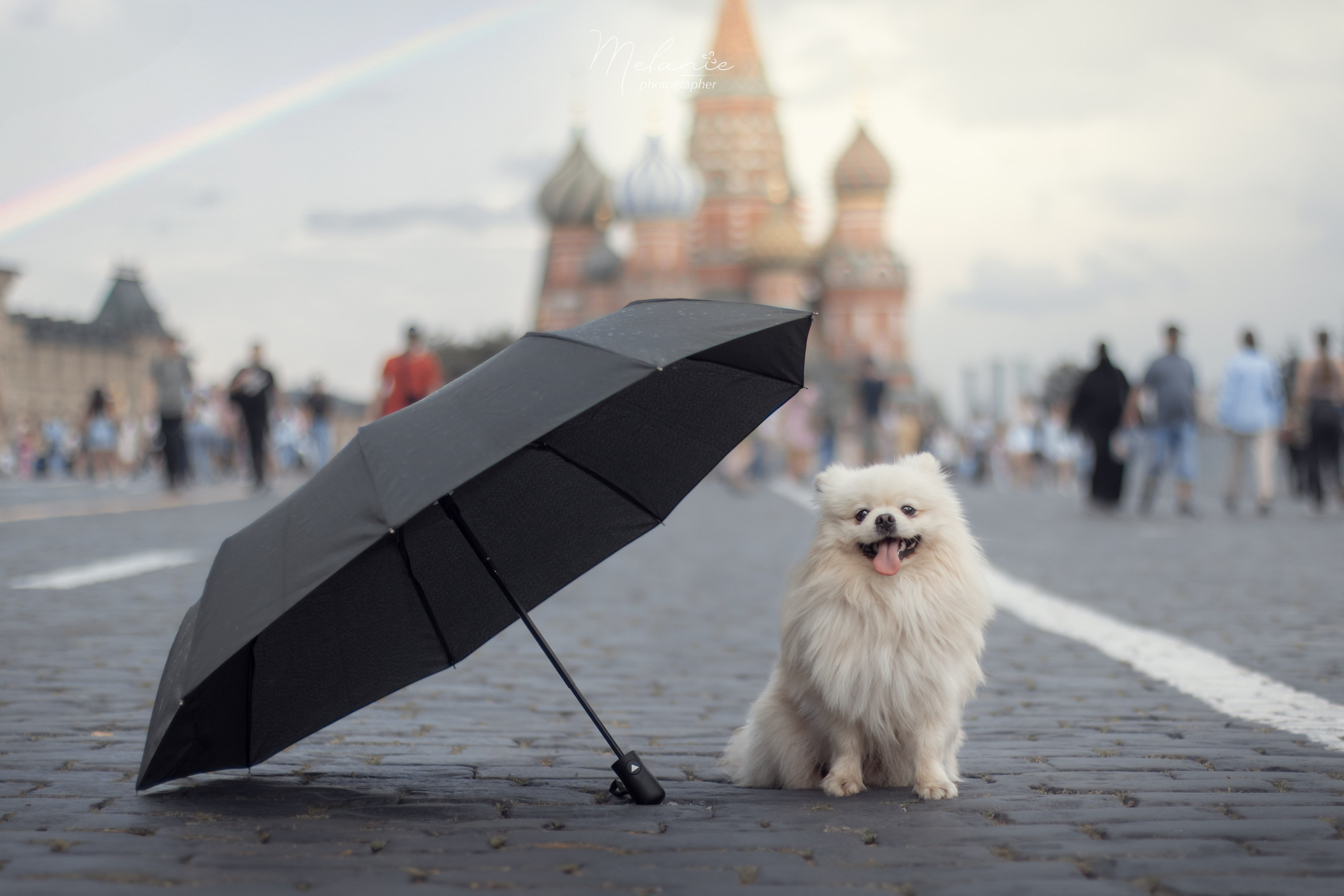 Съемки питомца. Фотограф-анималист в Москве Дорн Мелани