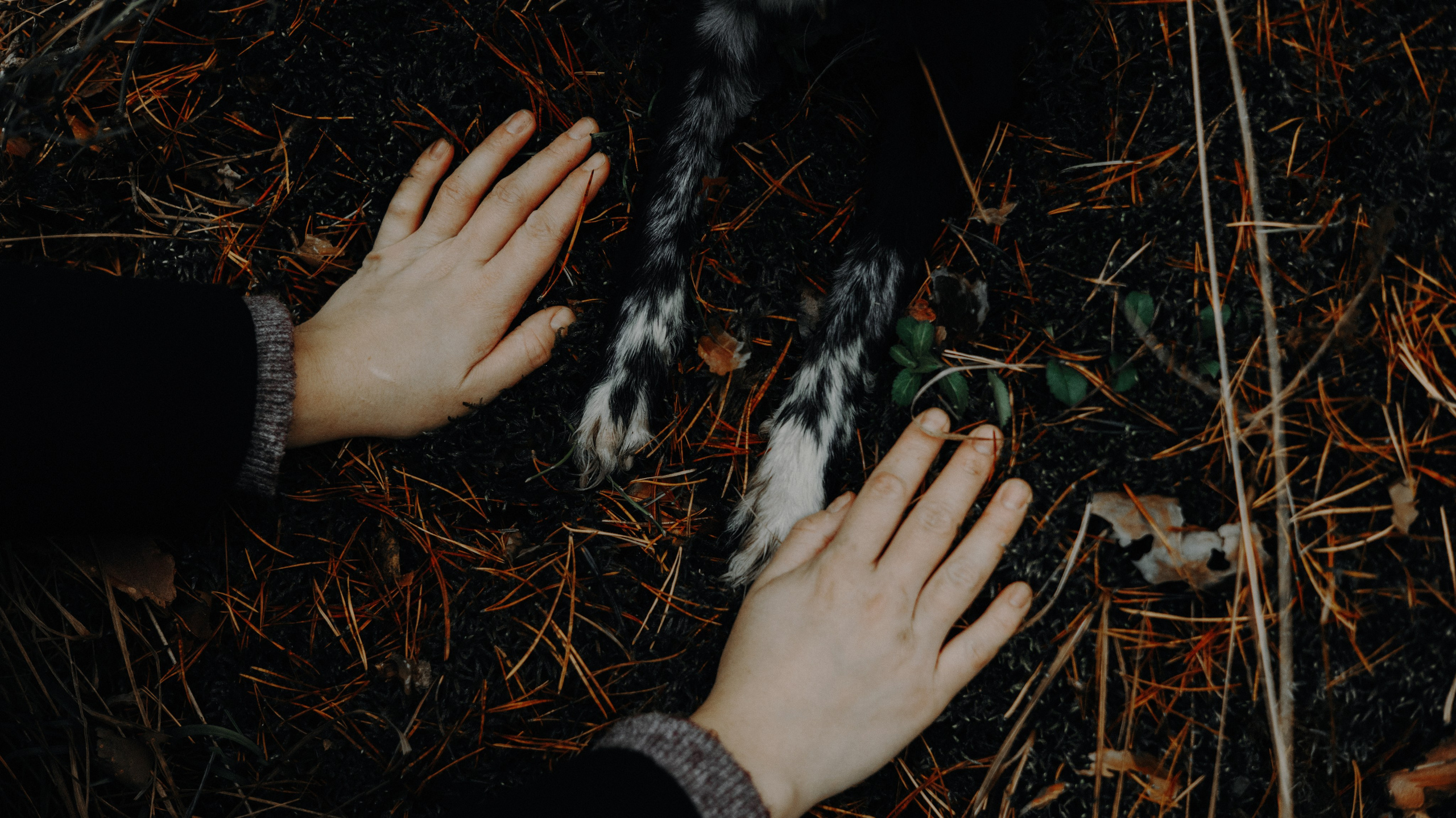 Полина и Сейви. Фотограф-анималист Богданова Полина