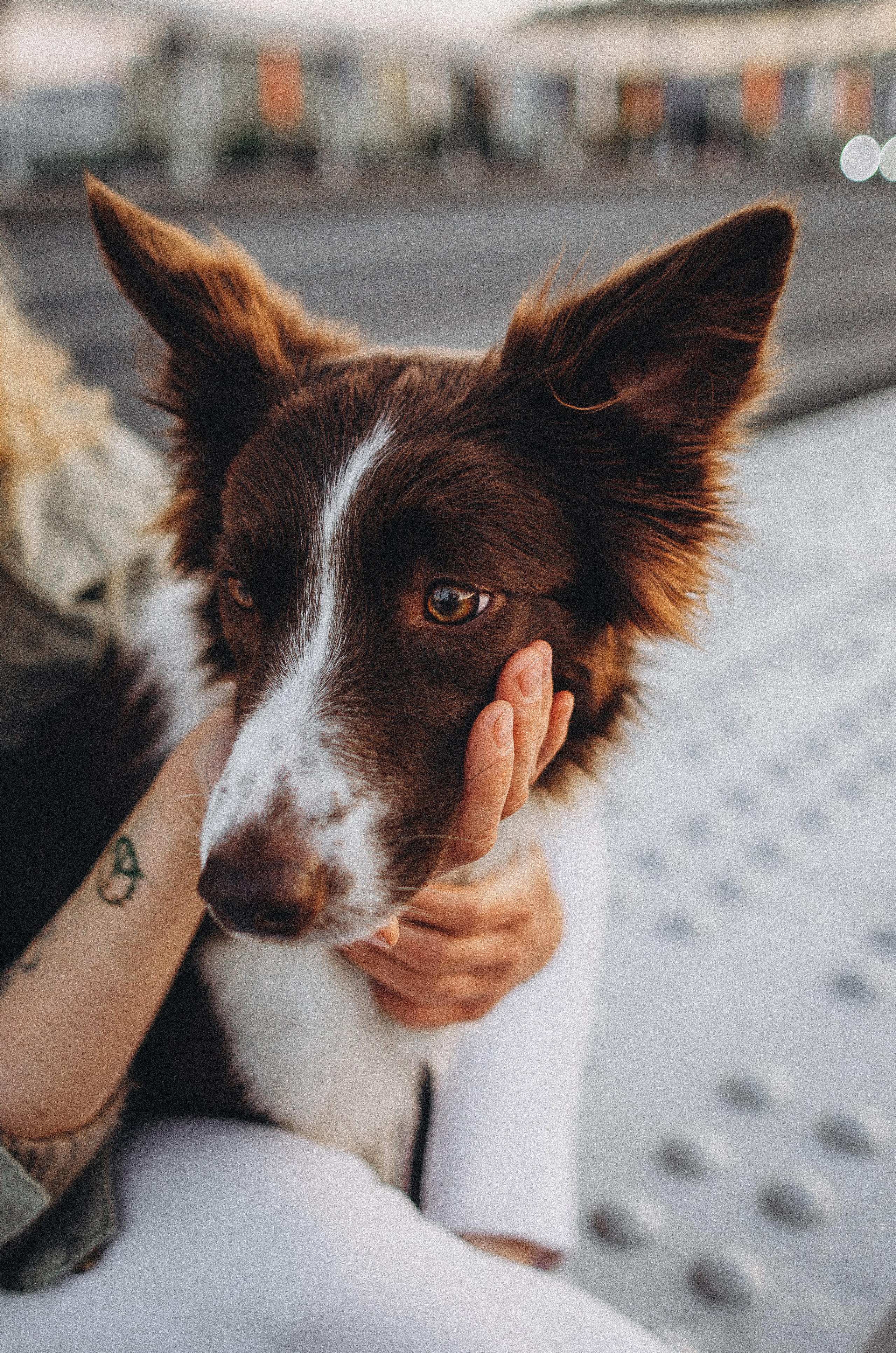 Лиза и Эни. Фотограф-анималист Богданова Полина