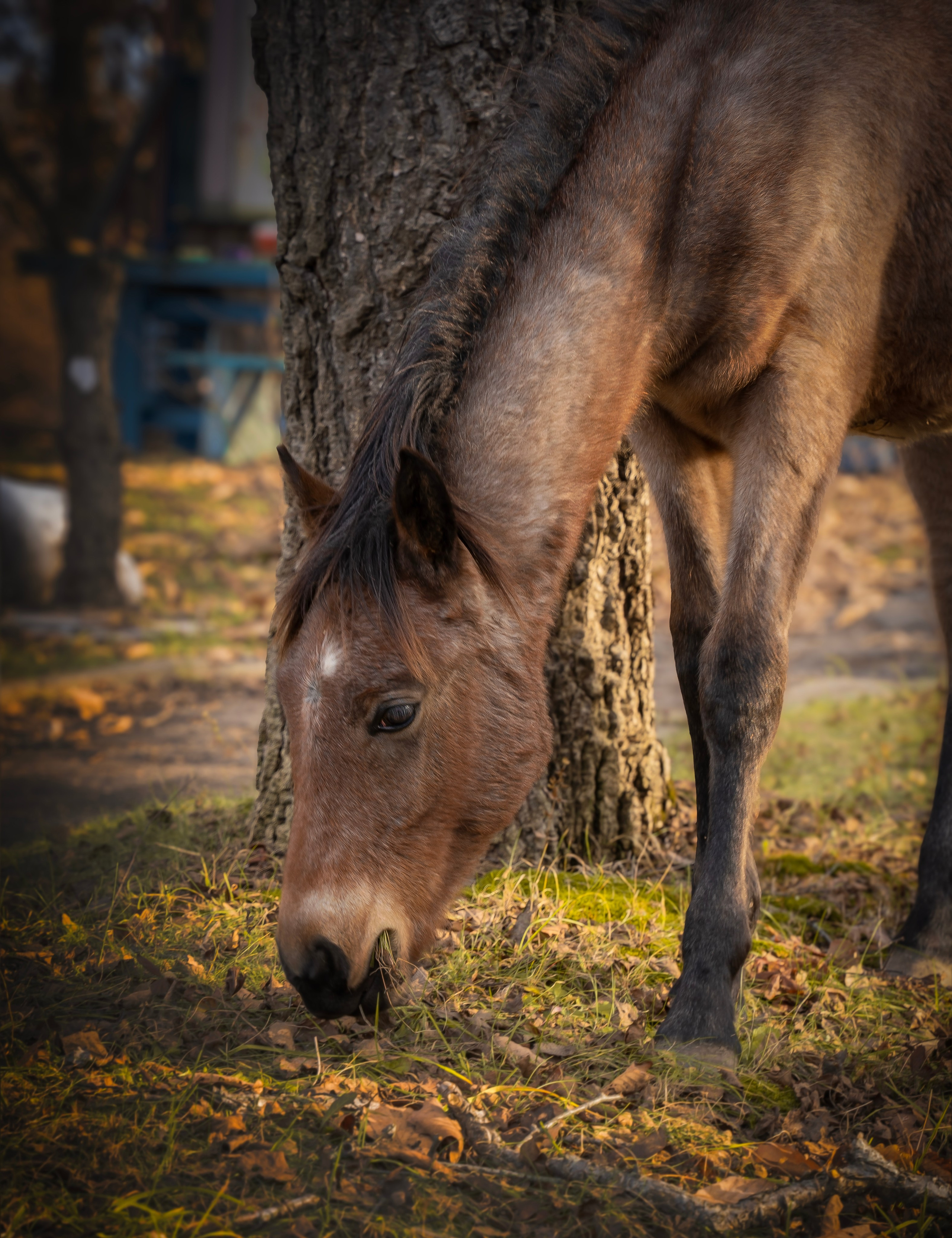 Конюшня. Семейный фотограф анималист г. Находка
