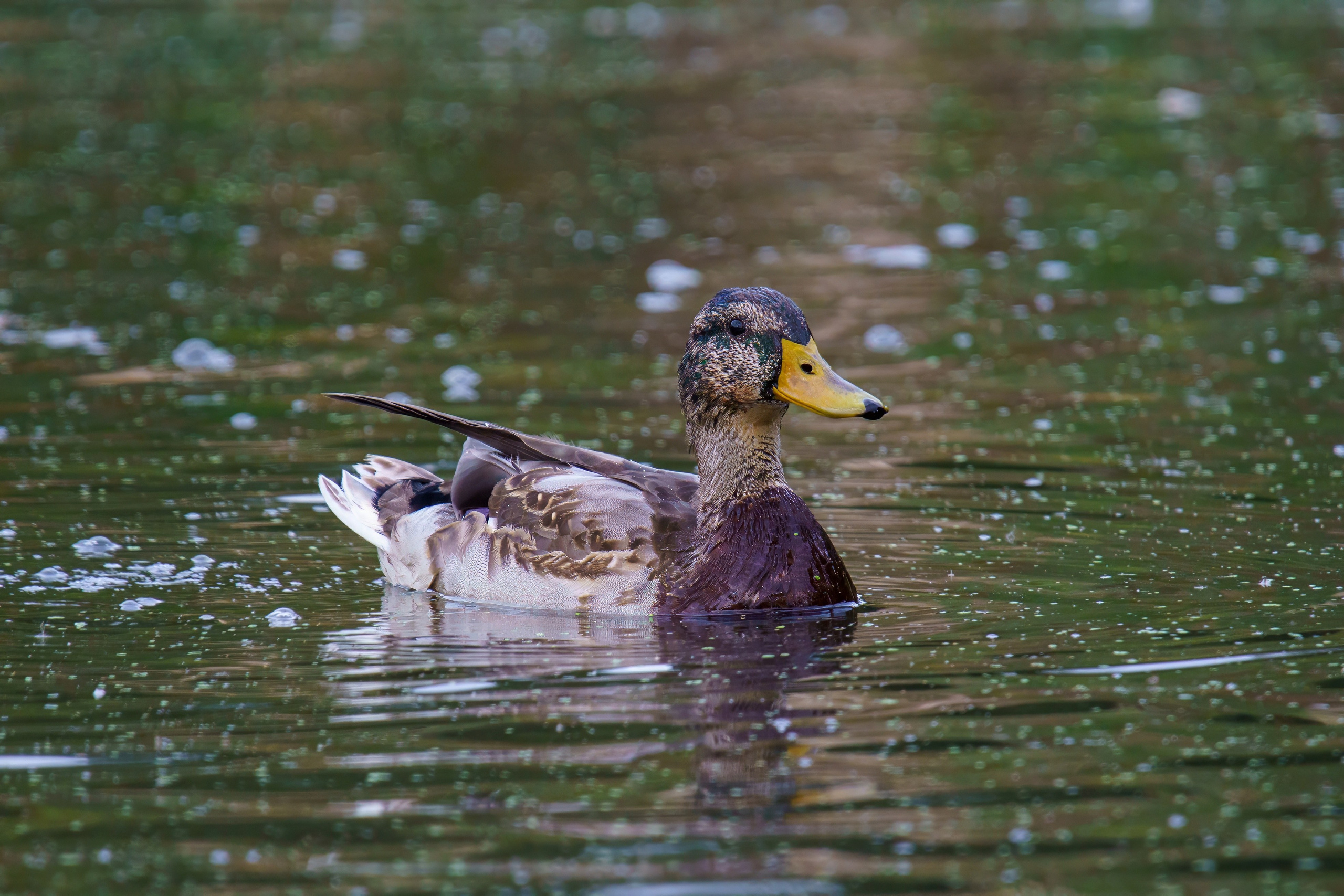 Animals — Животные