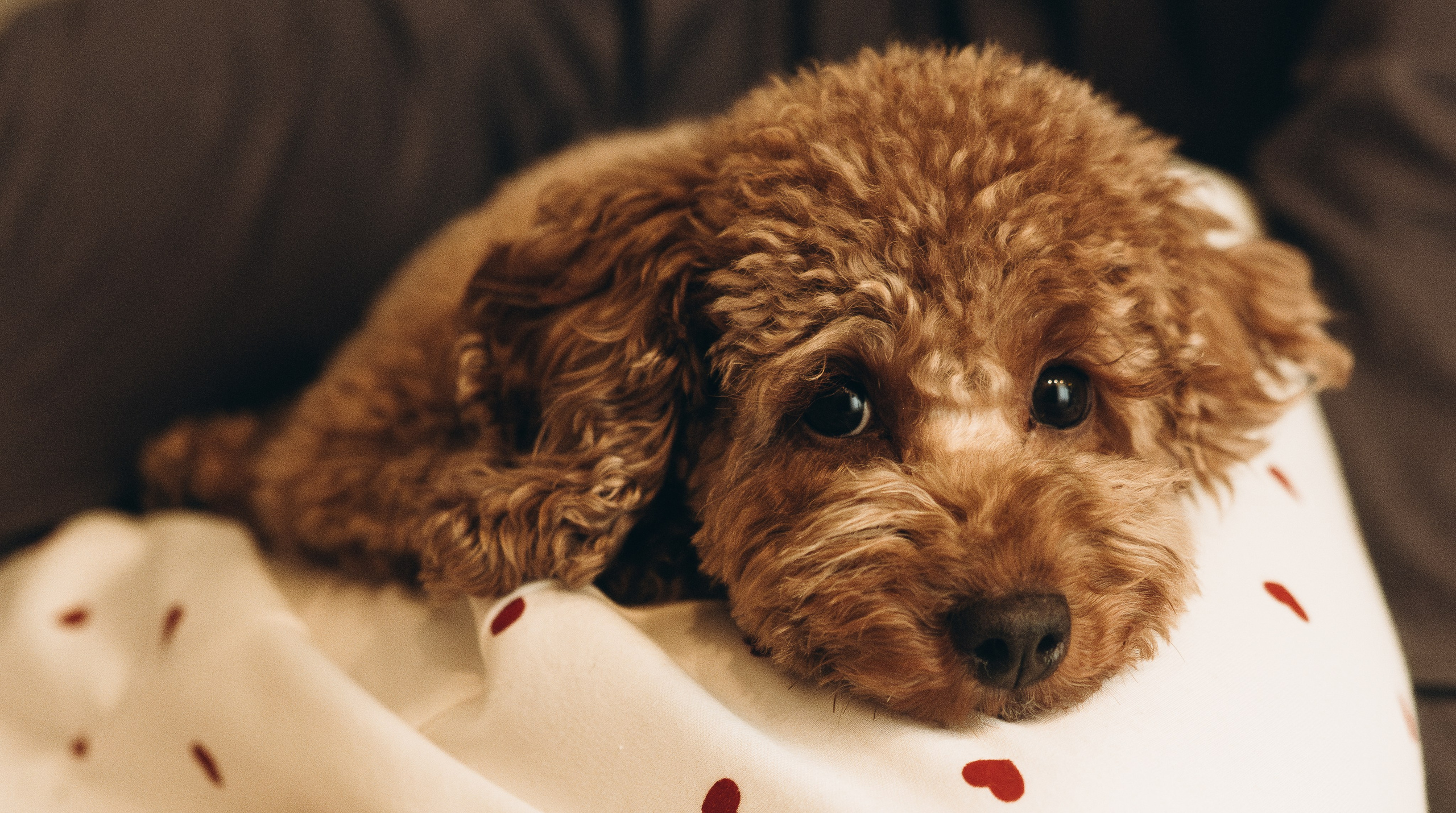 Домашняя Новогодняя история. Семейный, ньюборн фотограф, фотограф на роды в Москве, Виктория Тюльдюкова