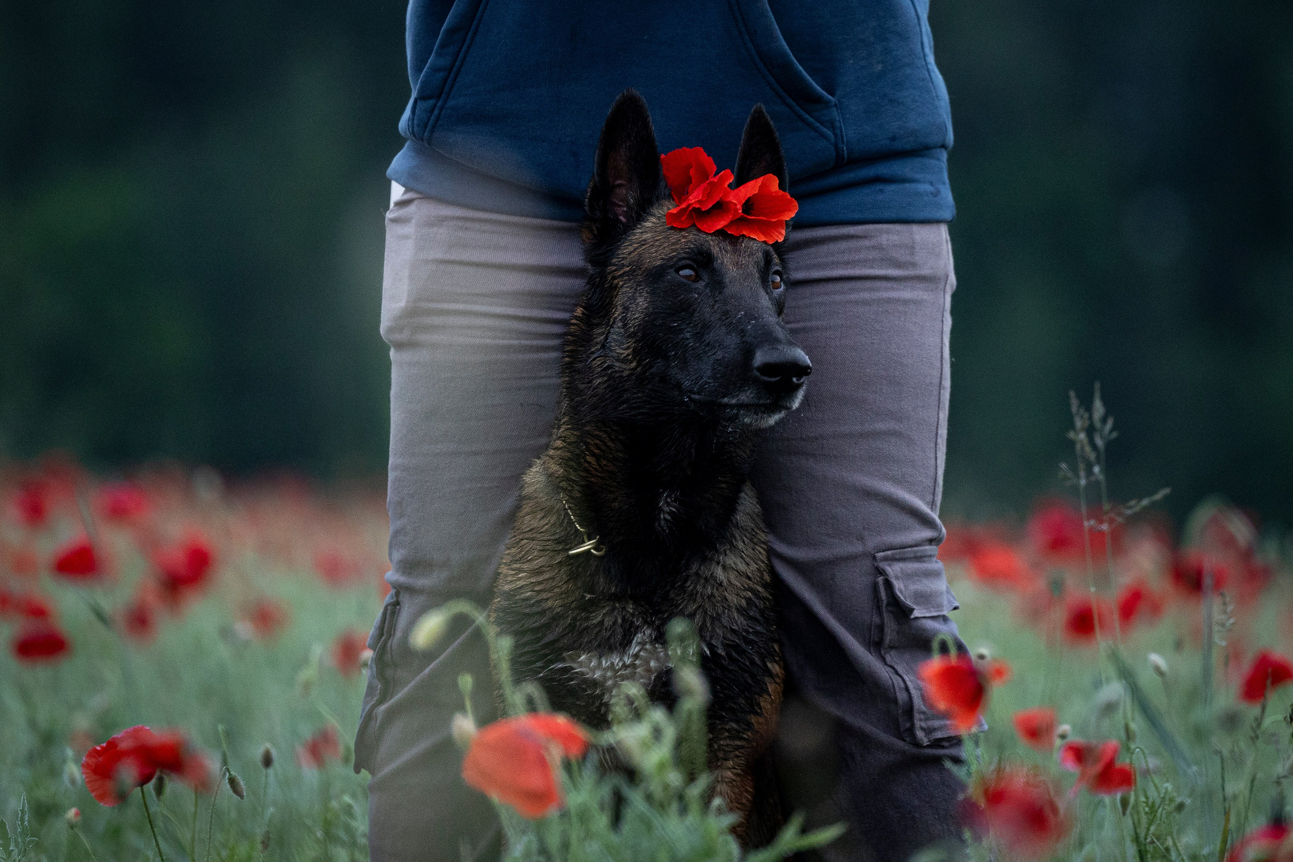 Маковое поле. Фотограф-анималист Анна Маринич