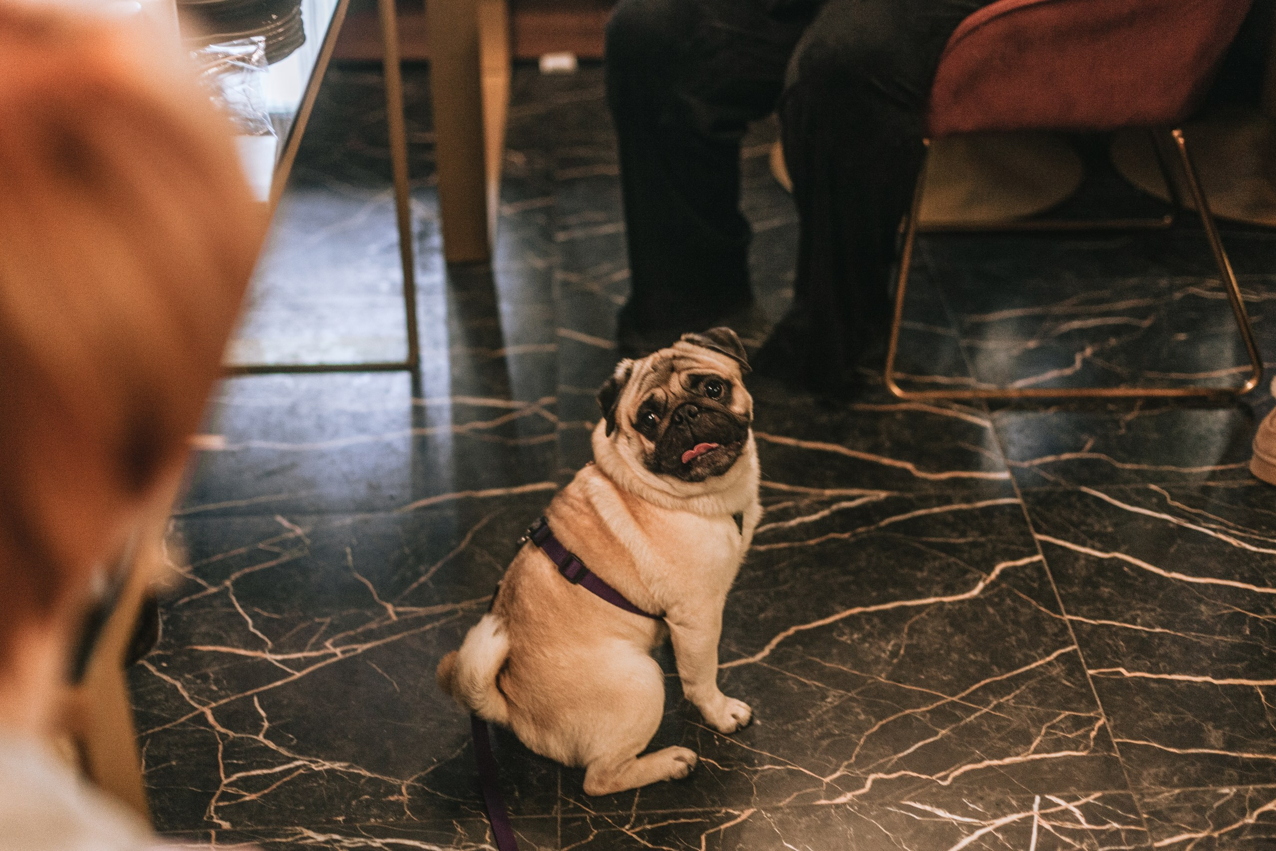 Мопсовстреча 02.12.2023. Фотограф-анималист Татьяна Степанова