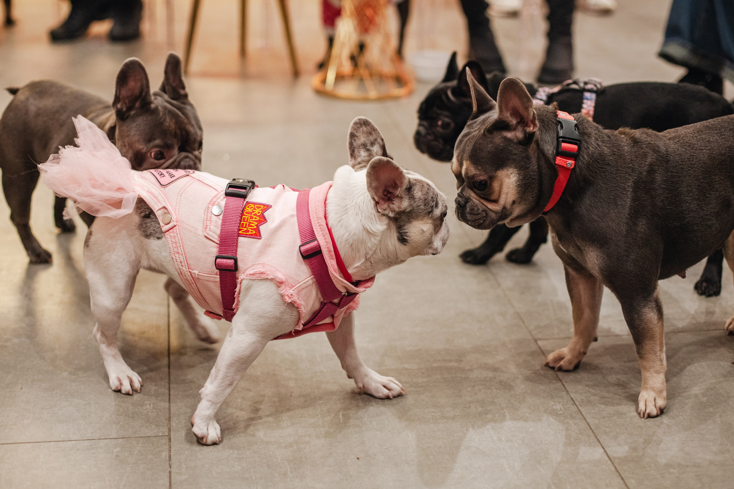 Бульёлка 2024. Фотограф-анималист Татьяна Степанова