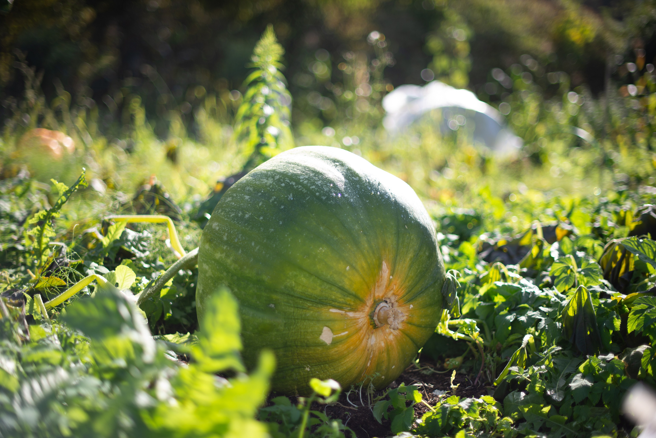 Цветы сада МГУ. Victoria Radjevna Репортажный Фотограф — Видеограф Москва • Санкт-Петербург