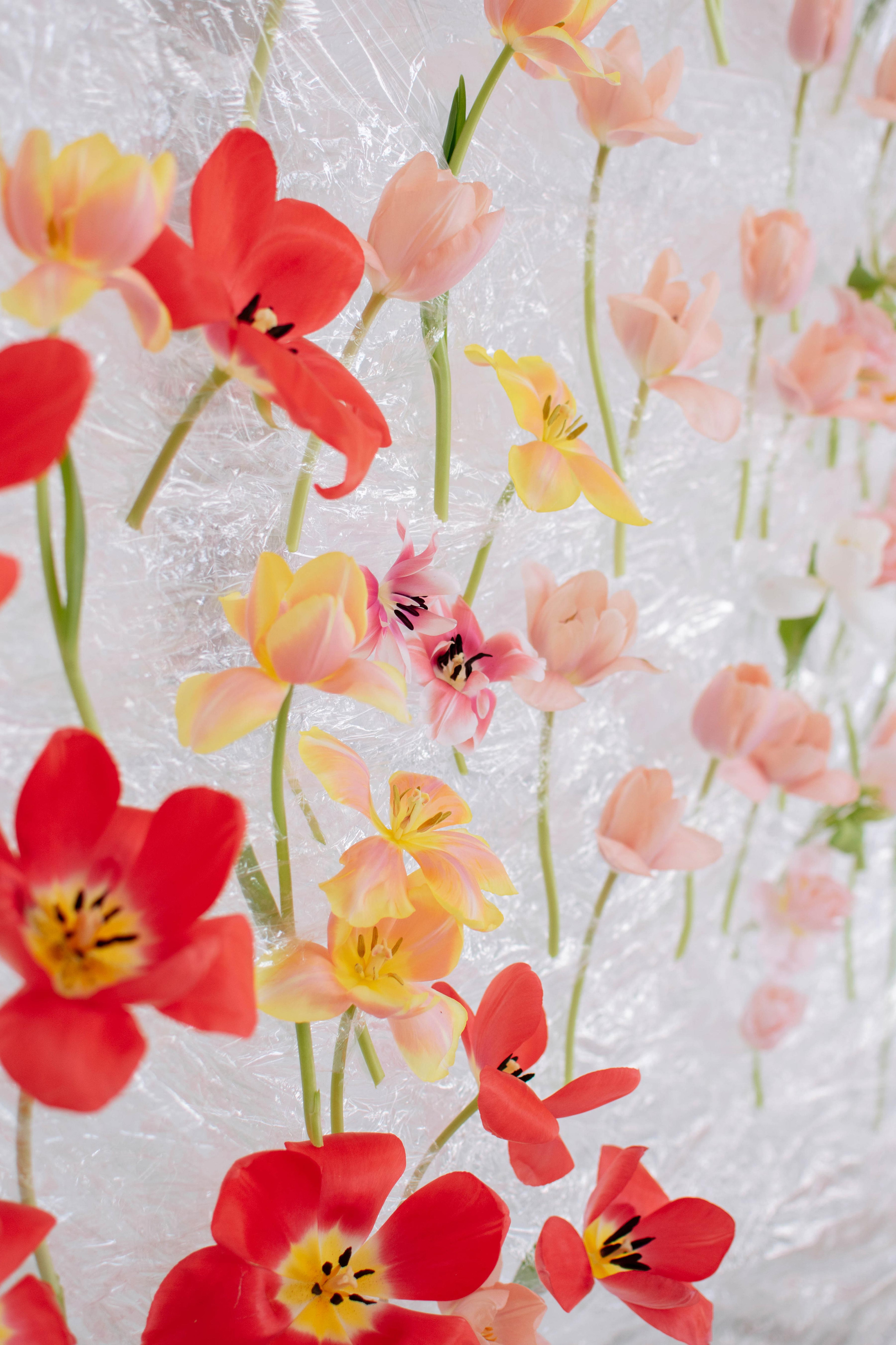 Весна. Свадебный фотограф в Краснодаре и Санкт-Петербурге Евгения Алексеева