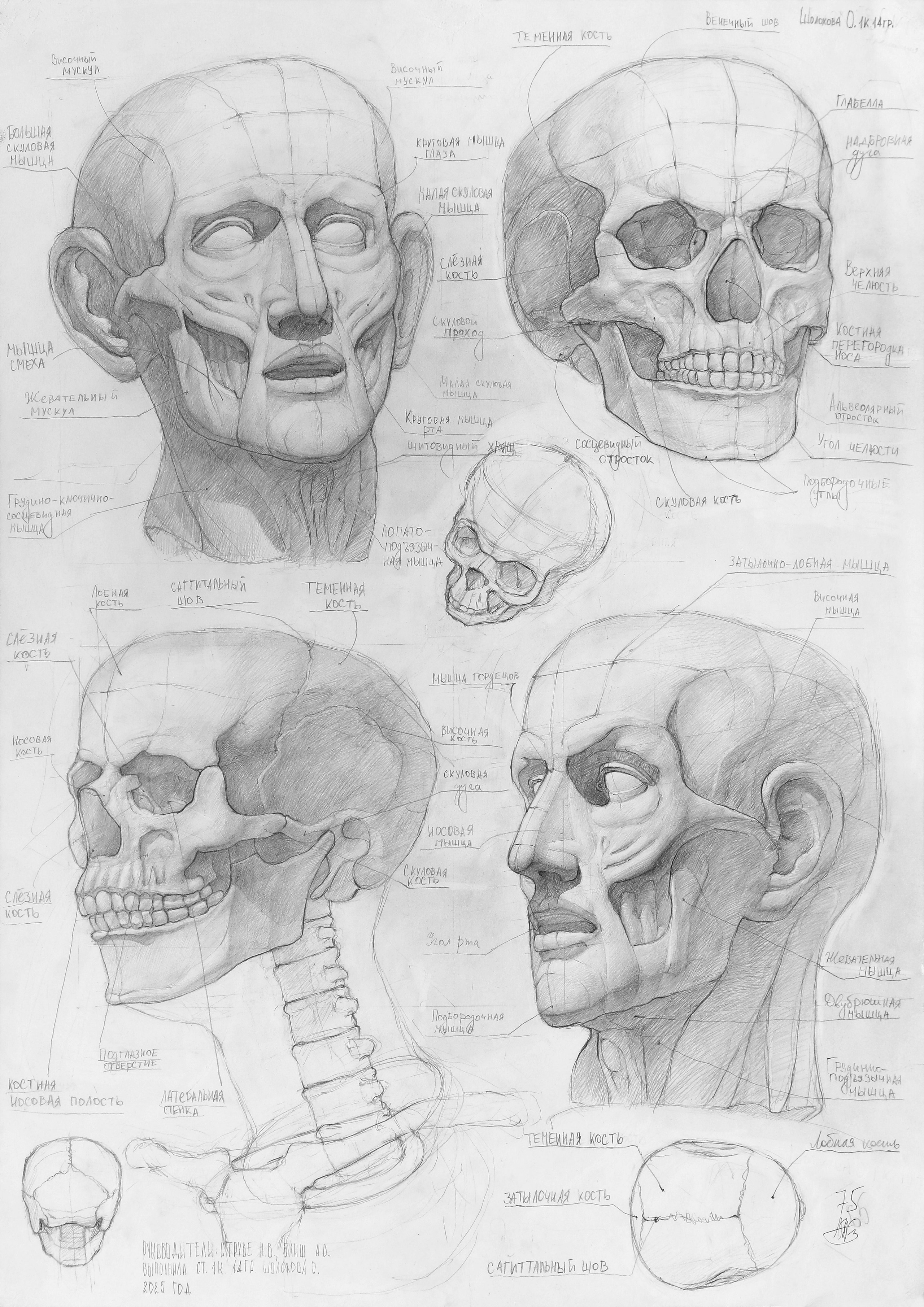 Шолохова Олеся. I курс, 2025