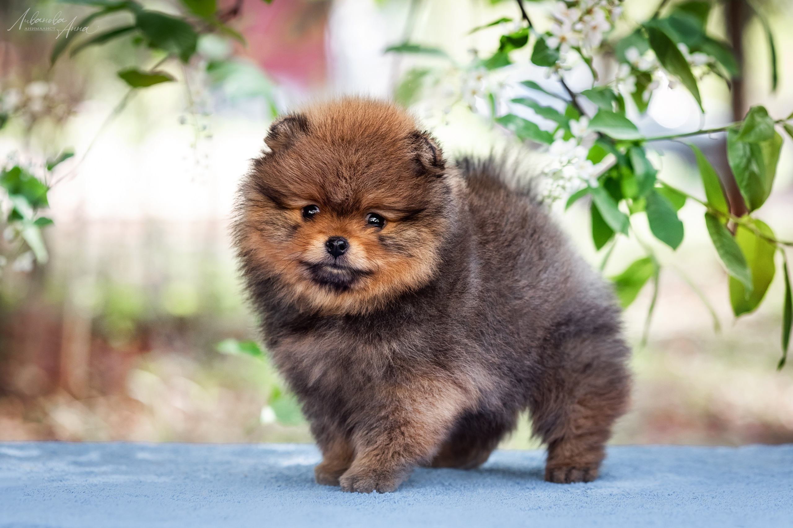 Шпицы. Фотограф анималист Аня Ливанова | Рыбинск