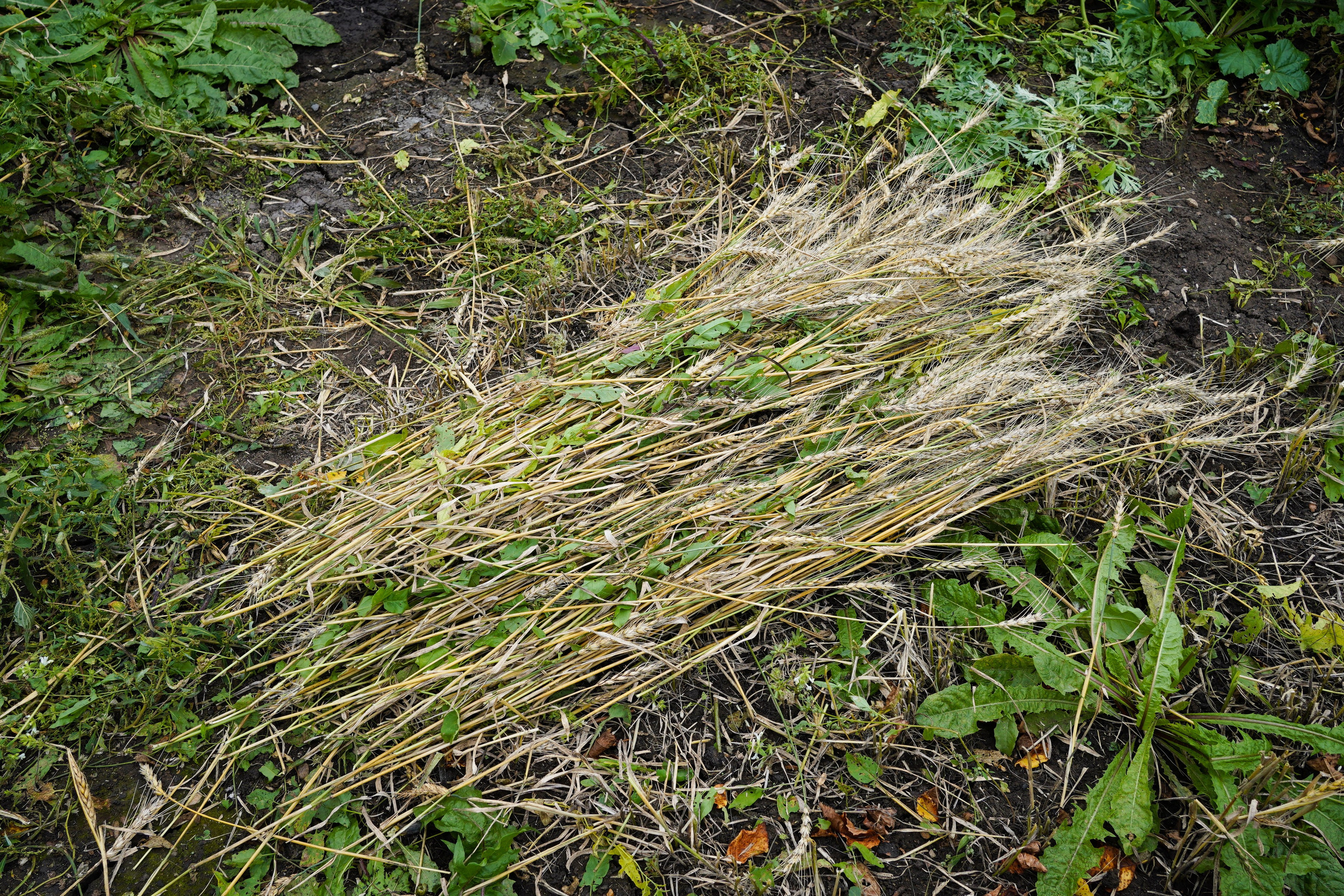 1 квадратный метр земли. Margarita Khatmullina