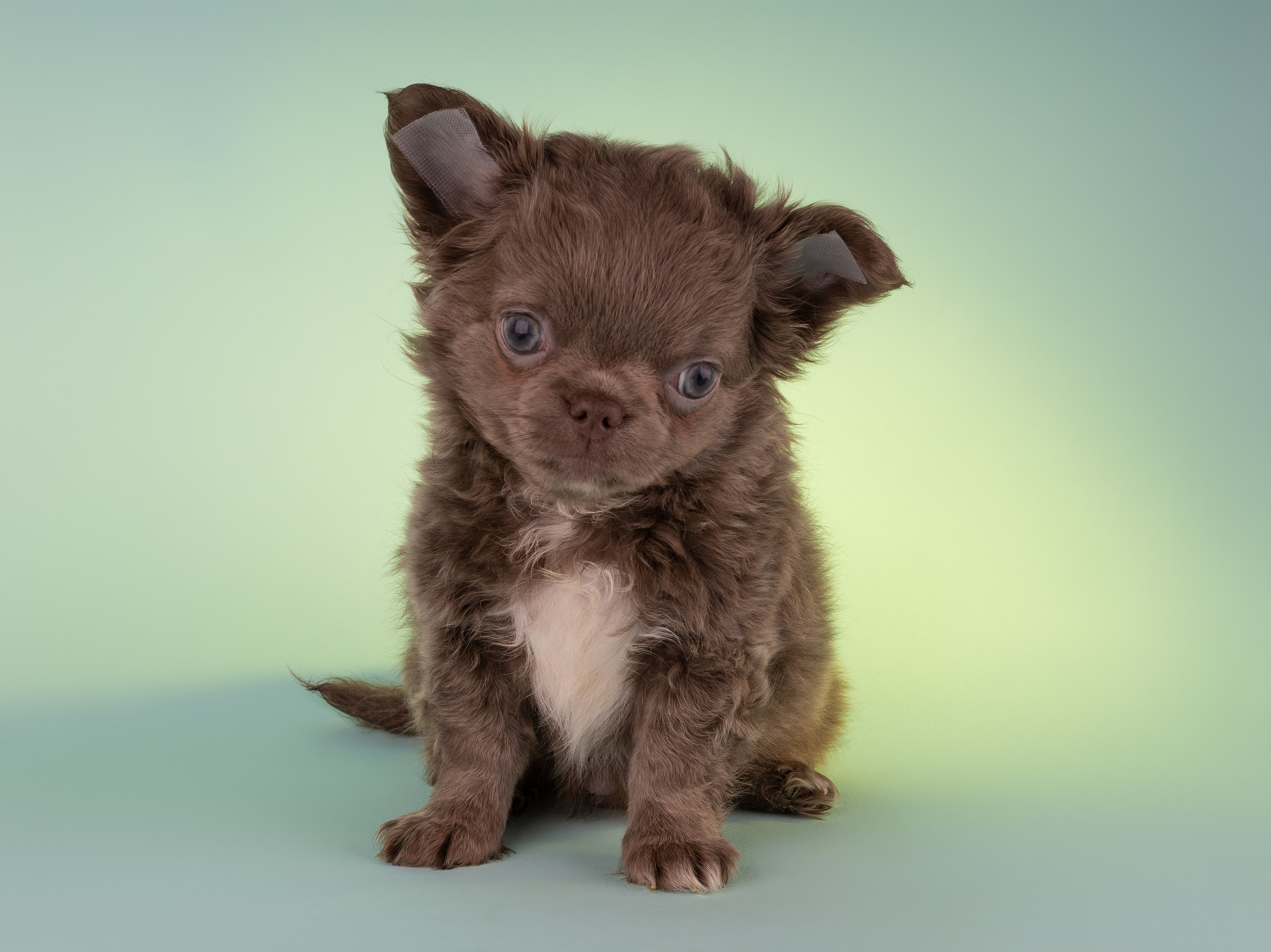 Чихуахуа (студия). Фотограф-анималист в Москве, МО и Владимире