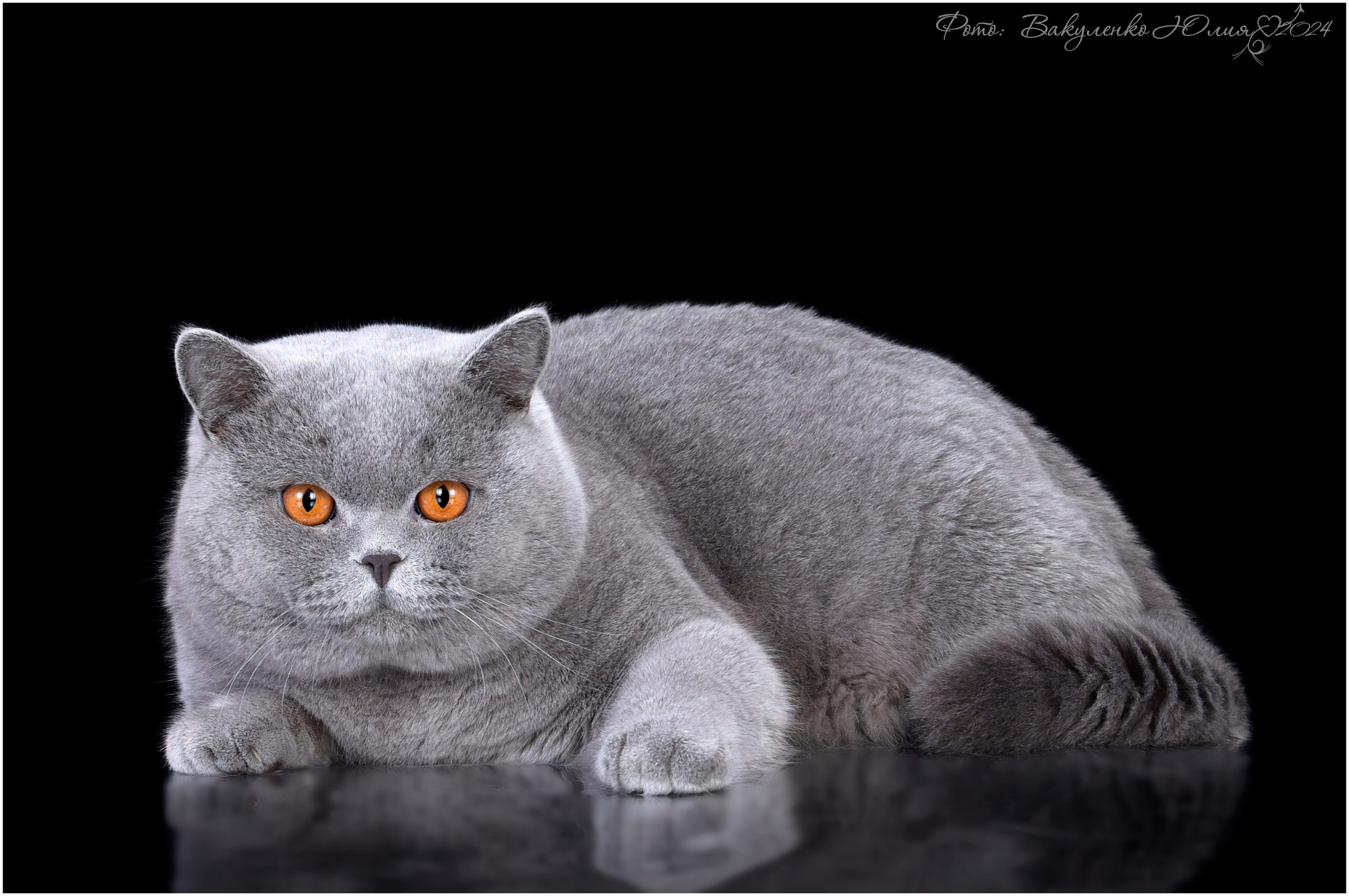 Взрослые. Фотограф анималист | семейный Юлия Вакуленко, г. Краснодар