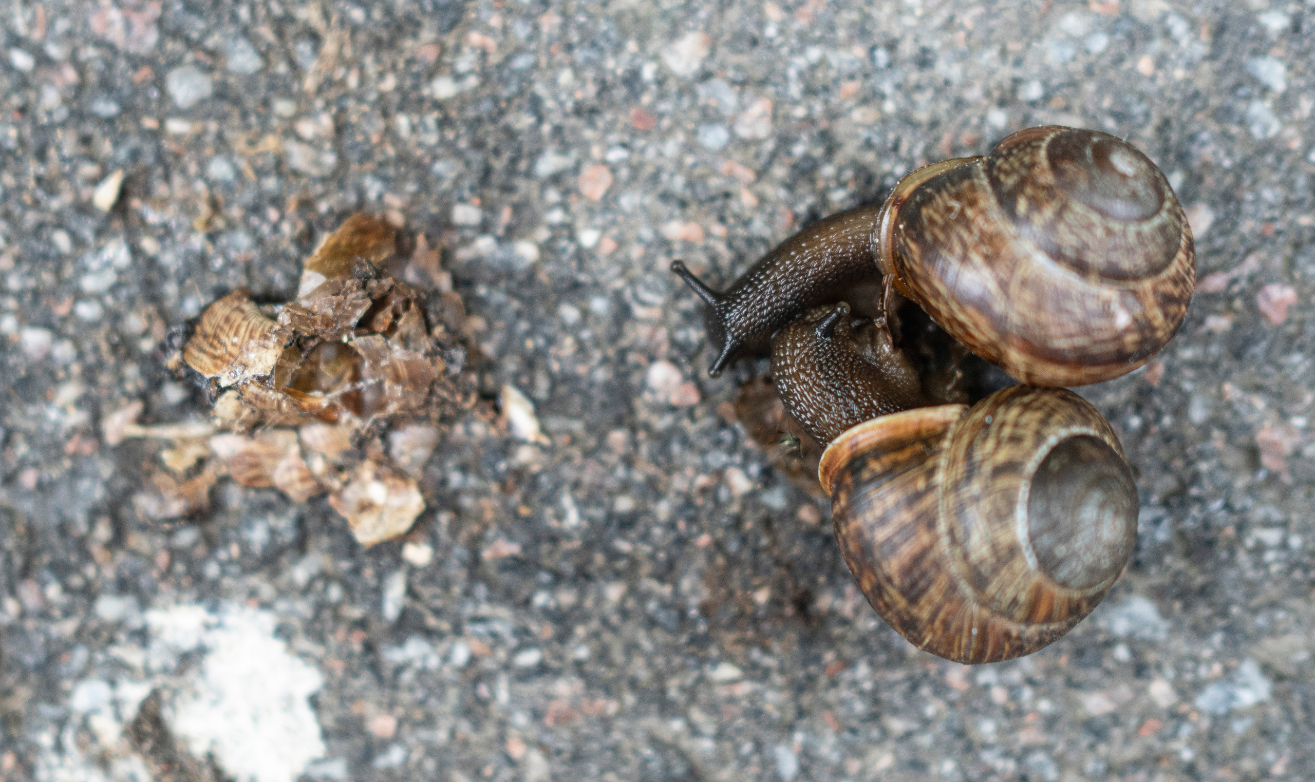 Питер (2020). Фотограф Сергей Танков