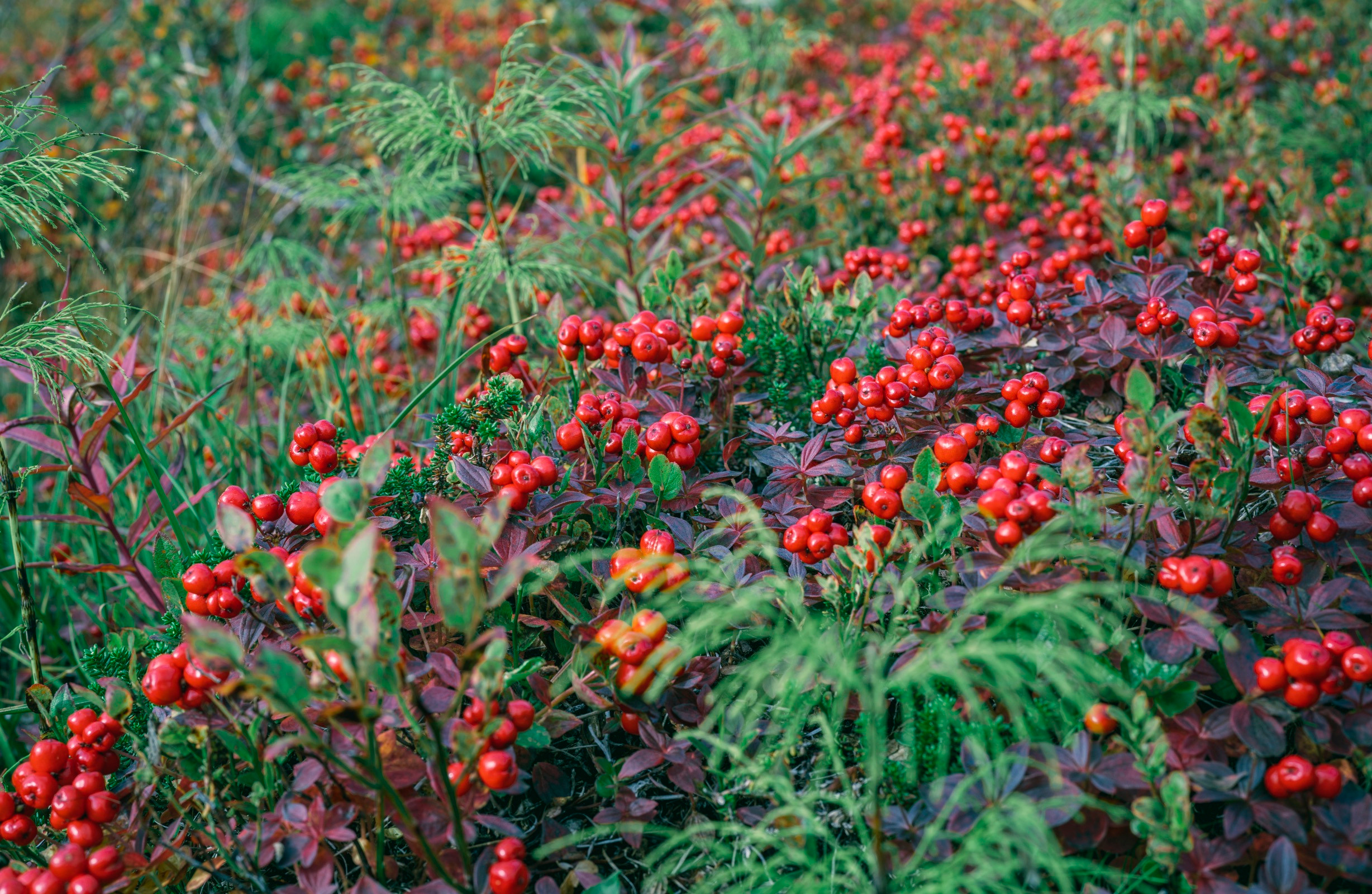 Териберка (октябрь 2020). Фотограф Сергей Танков