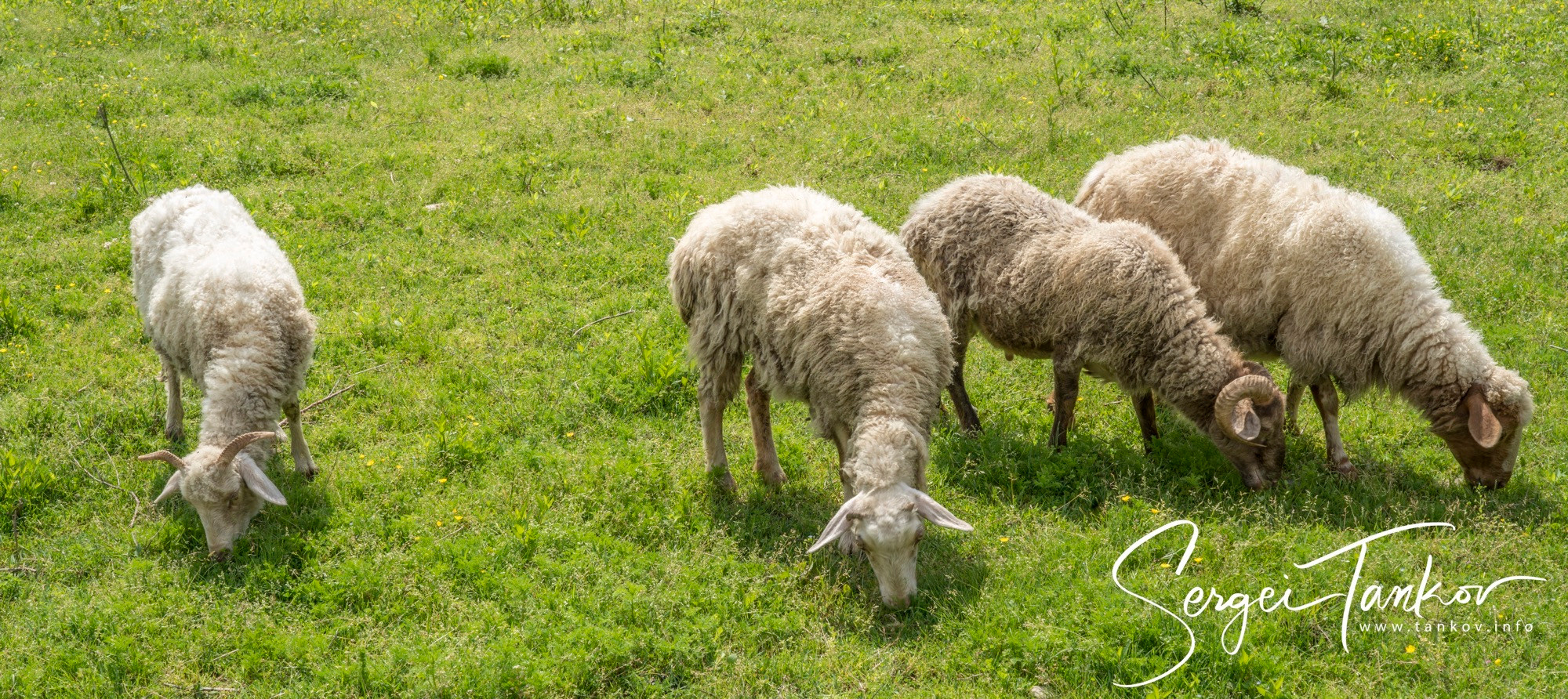Абхазия (май 2019). Фотограф Сергей Танков