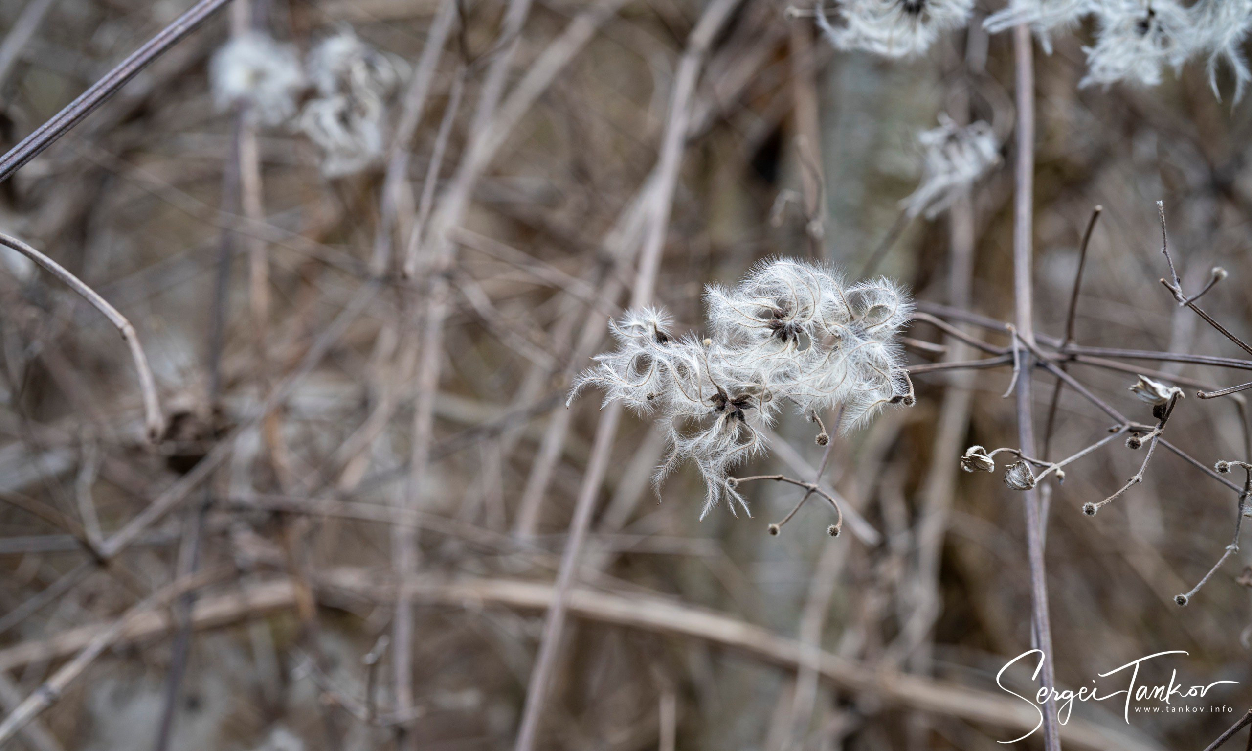 Крым (январь 2020). Фотограф Сергей Танков