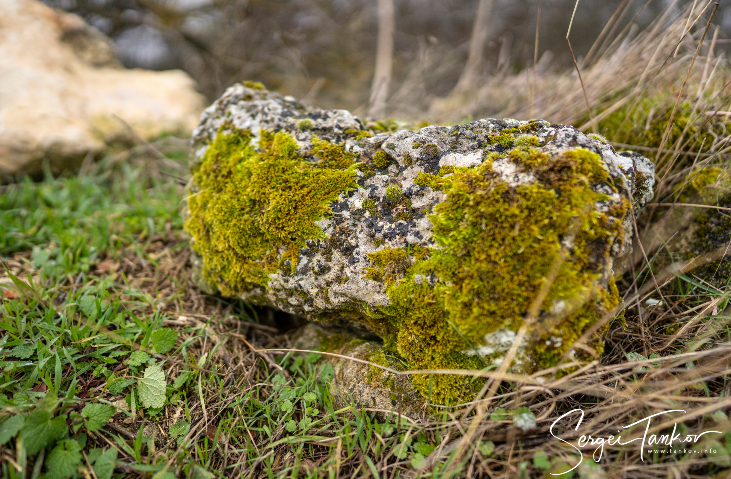 Крым (январь 2020). Фотограф Сергей Танков