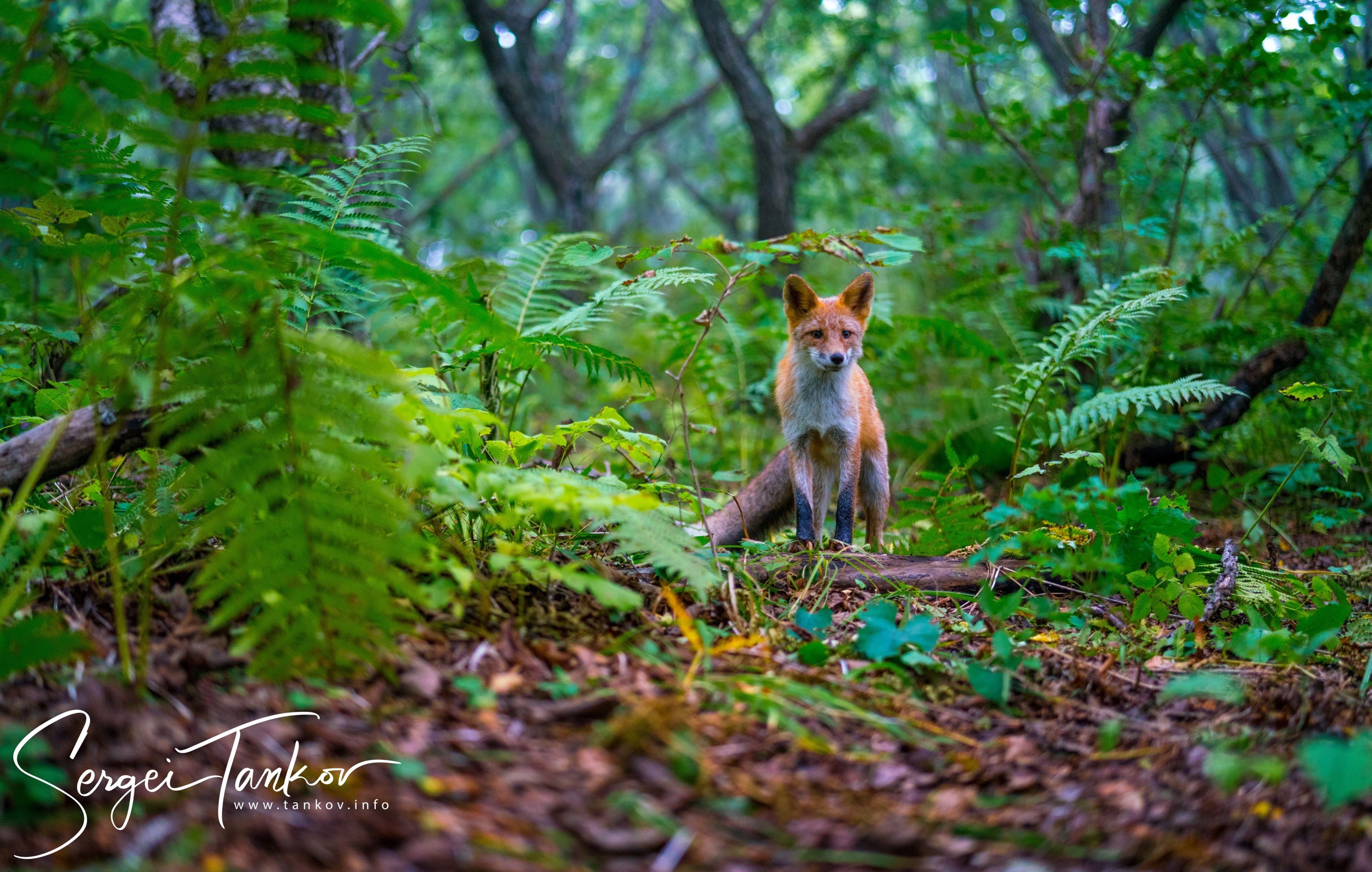 Владивосток (сентябрь 2019). Фотограф Сергей Танков