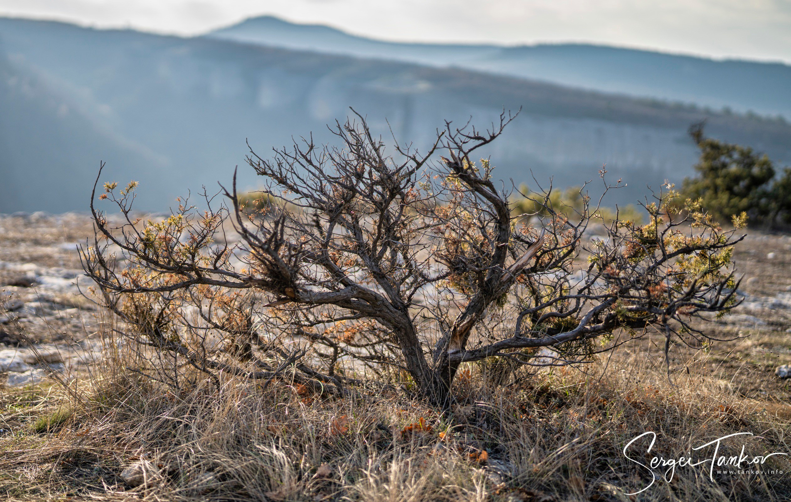 Крым (январь 2020). Фотограф Сергей Танков