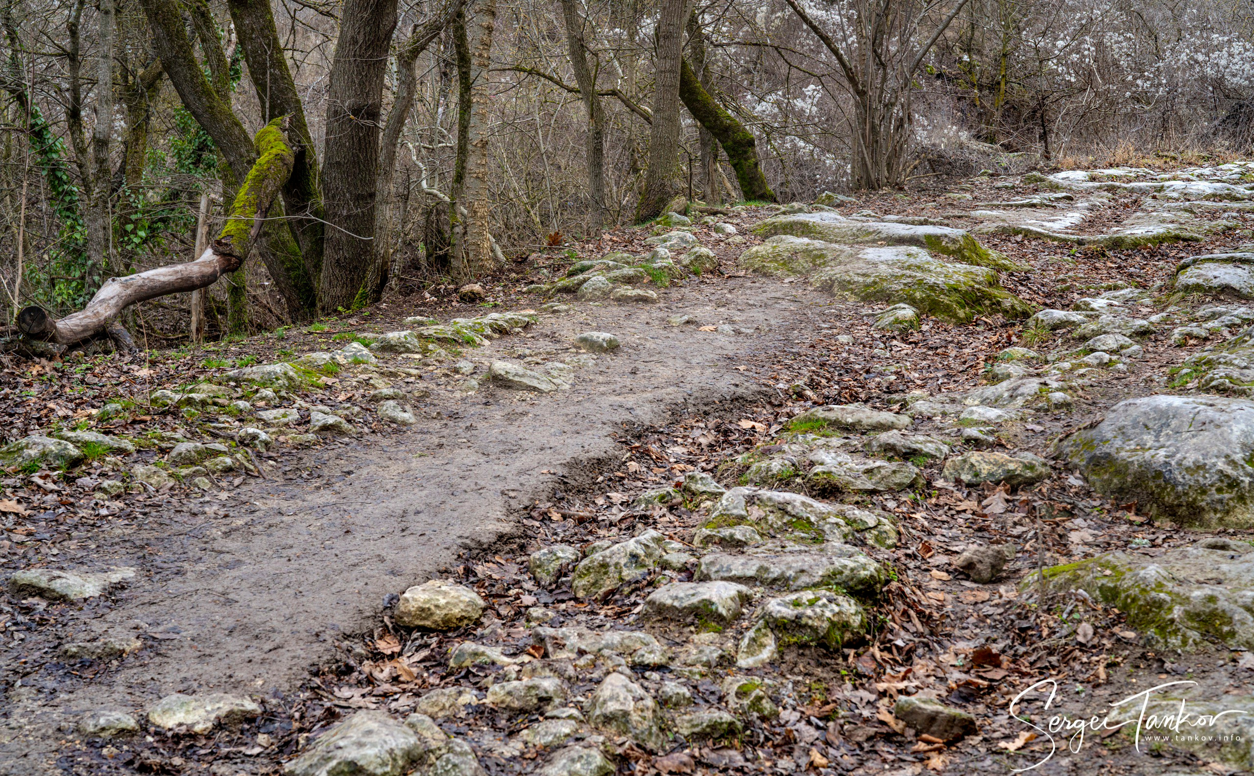 Крым (январь 2020). Фотограф Сергей Танков