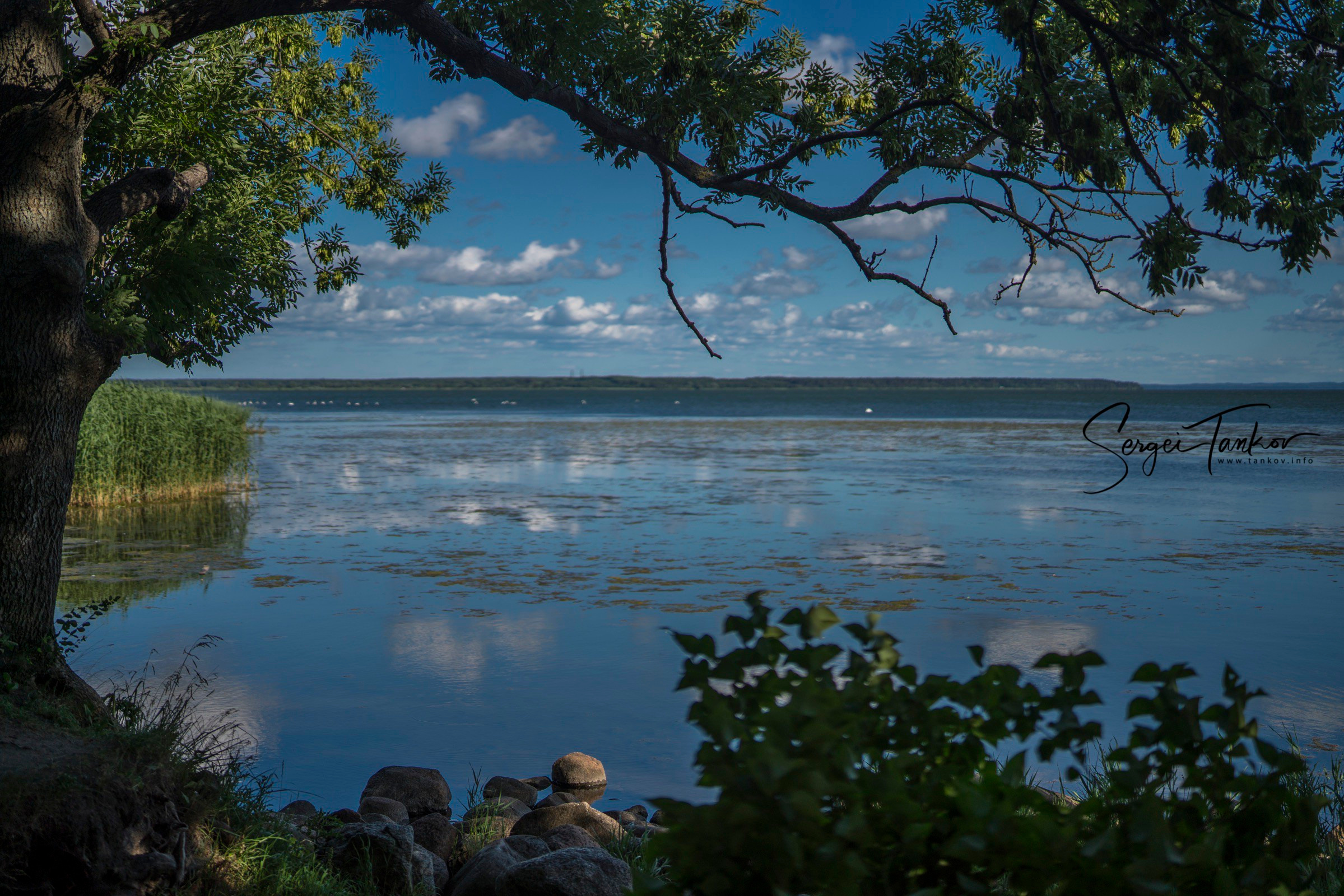 Калининград (июнь 2019). Фотограф Сергей Танков