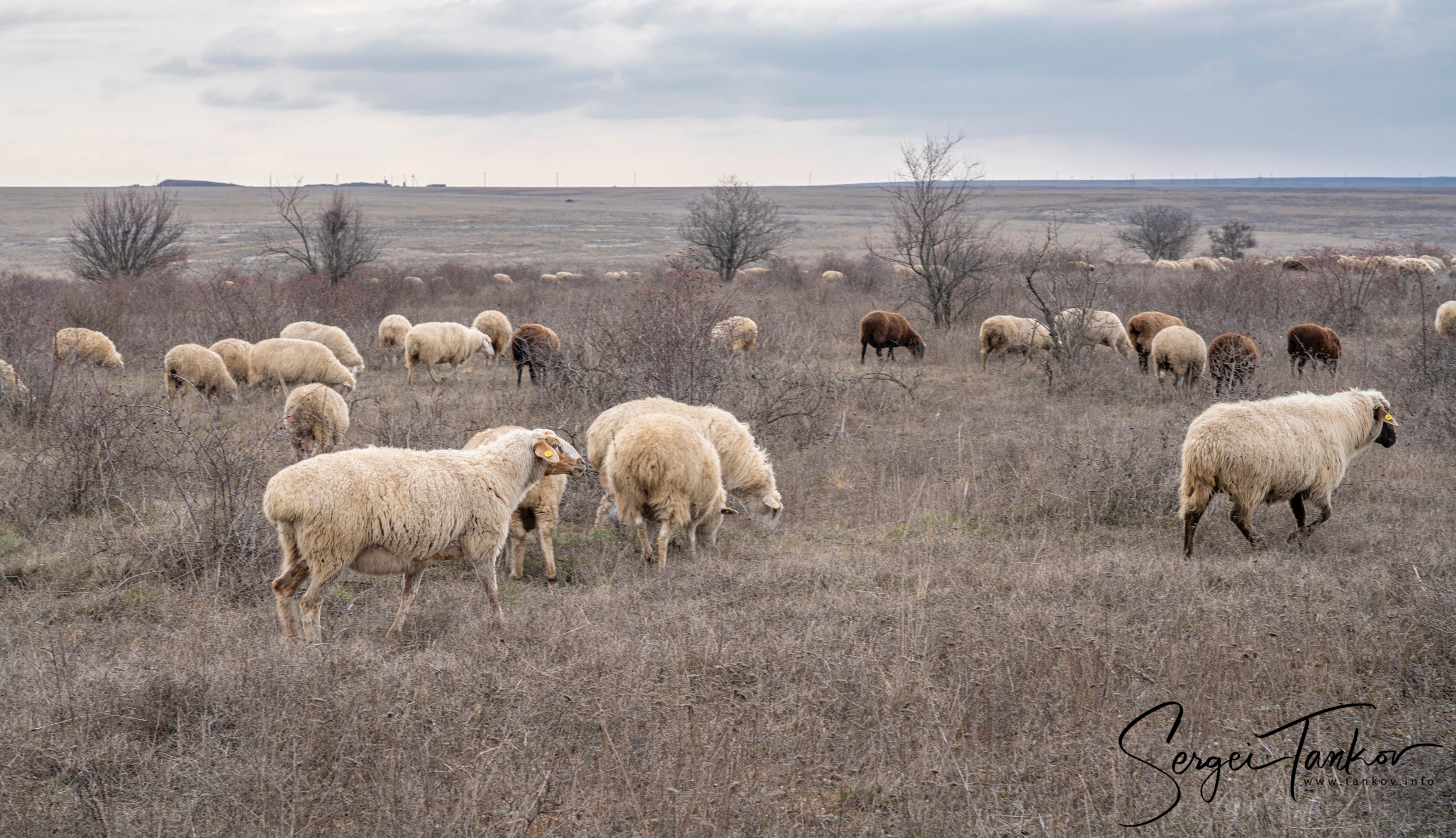 Крым (январь 2020). Фотограф Сергей Танков