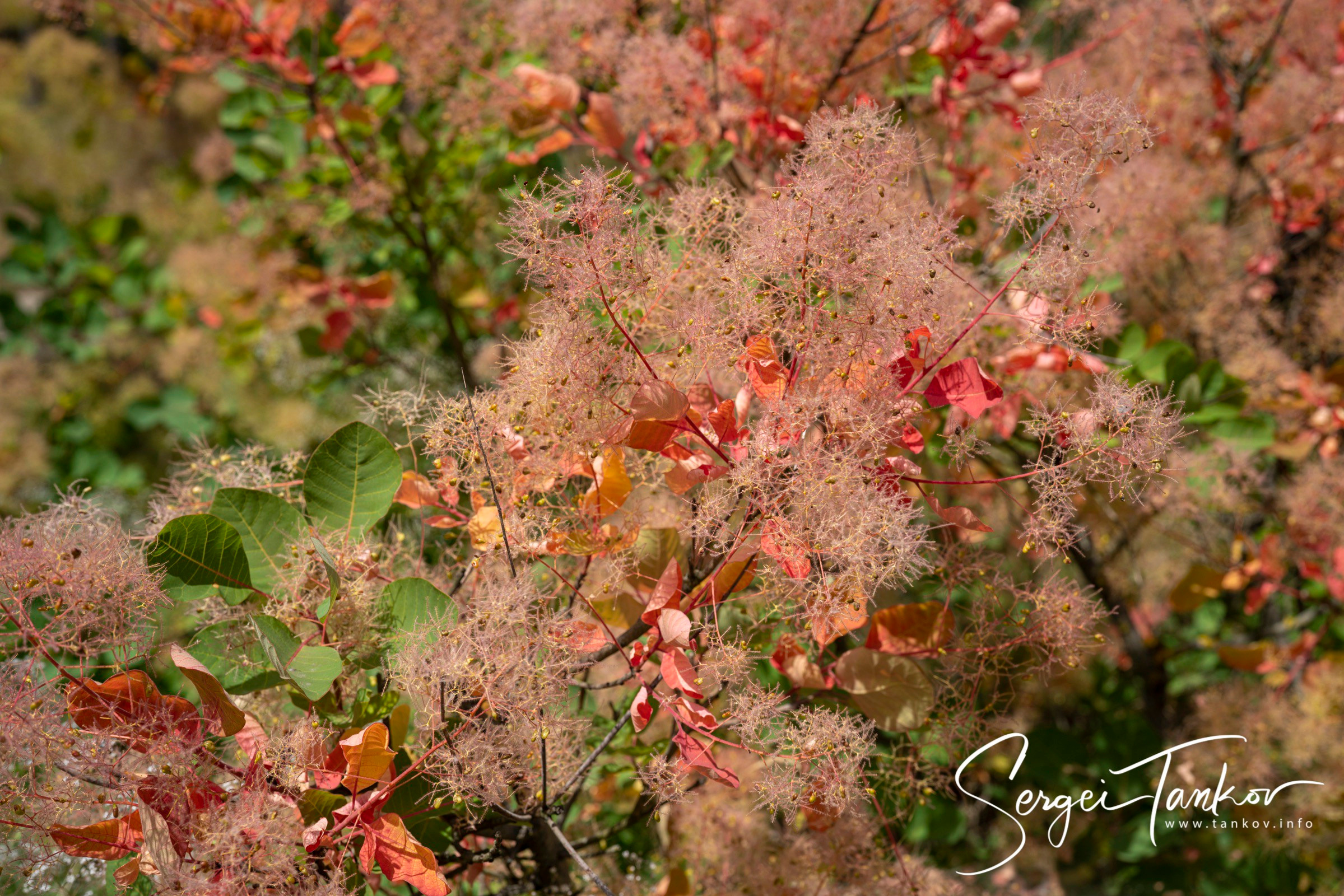 Калининград (июнь 2019). Фотограф Сергей Танков