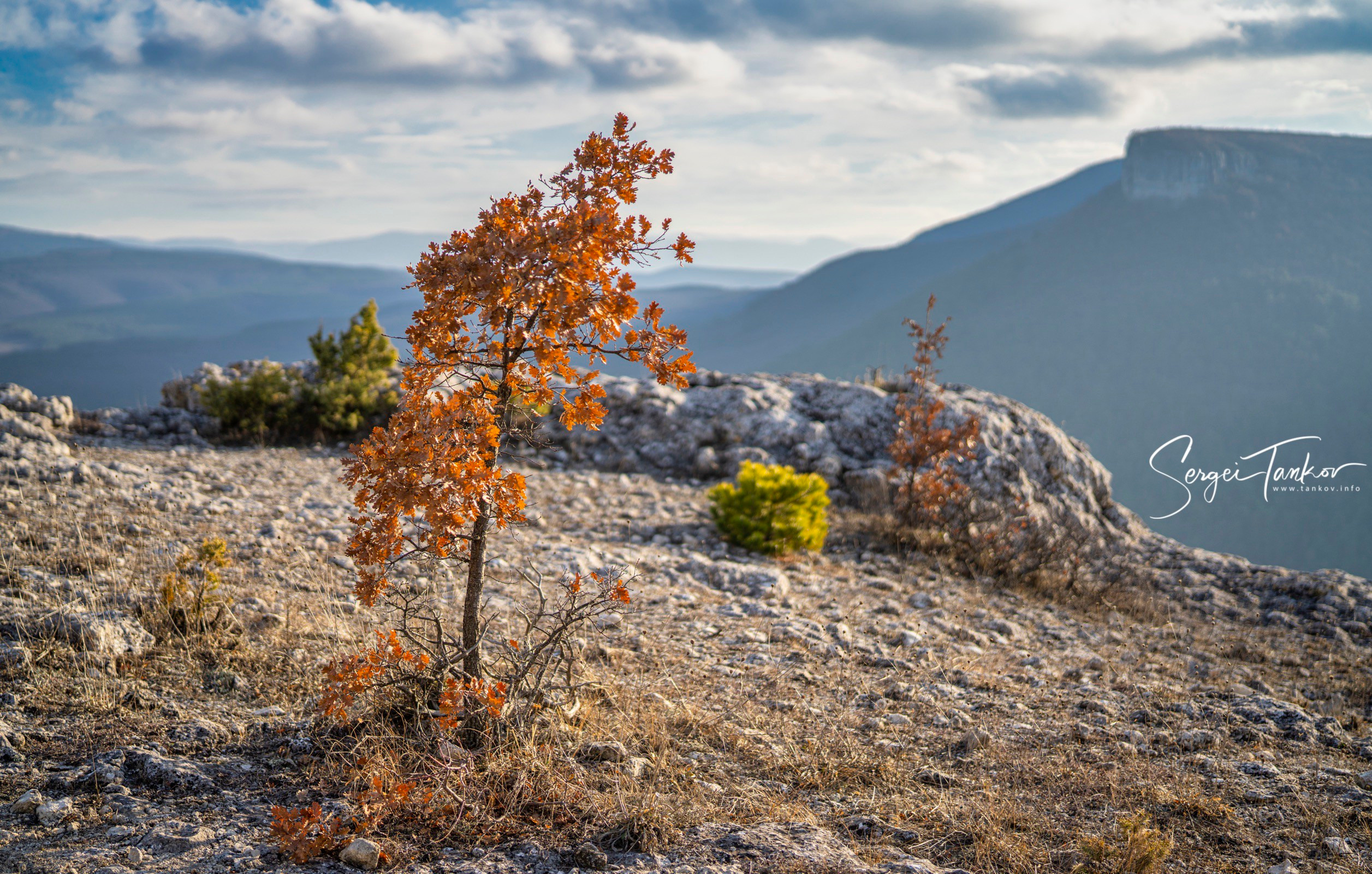 Крым (январь 2020). Фотограф Сергей Танков