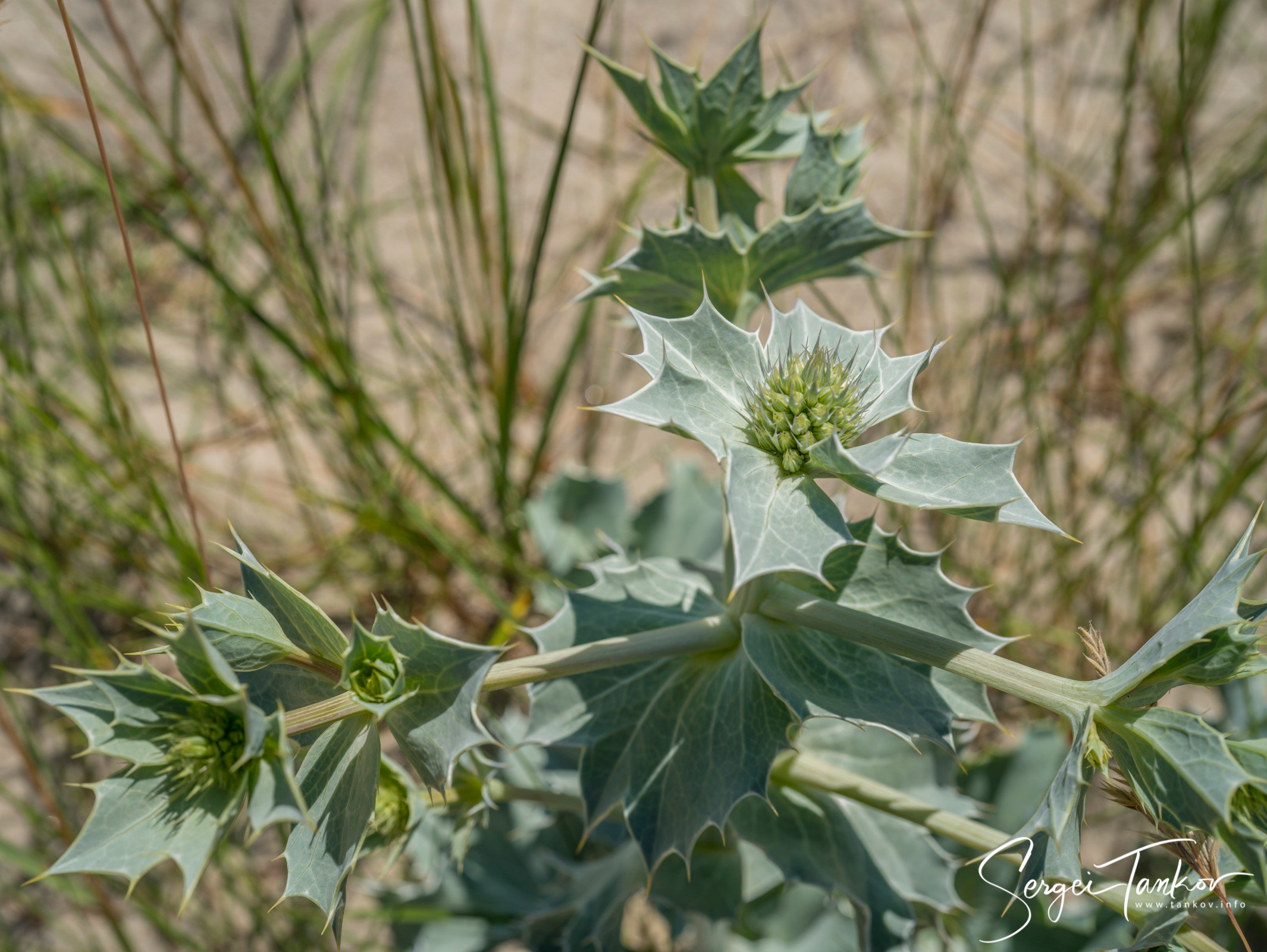 Калининград (июнь 2019). Фотограф Сергей Танков