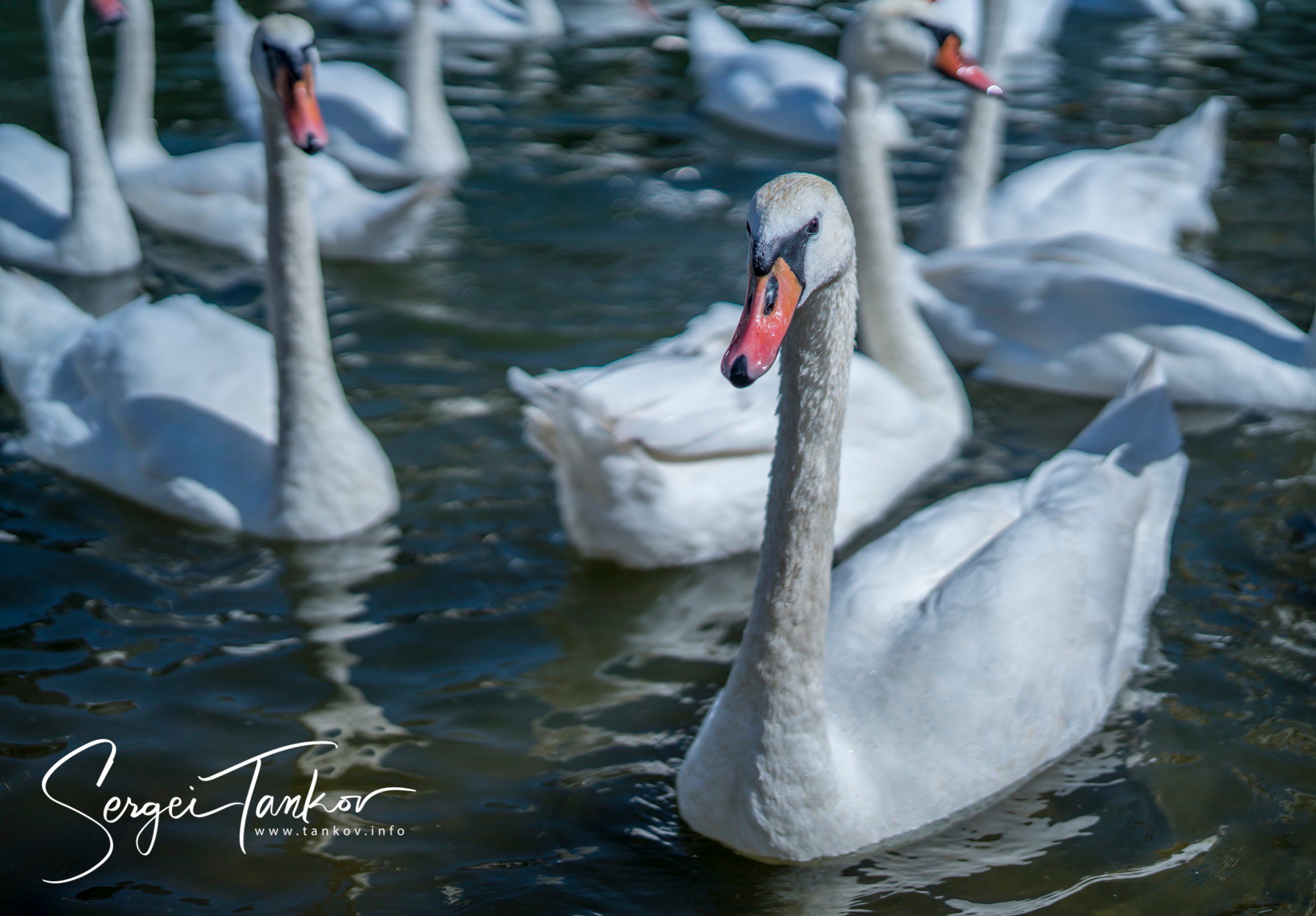 Калининград (июнь 2019). Фотограф Сергей Танков