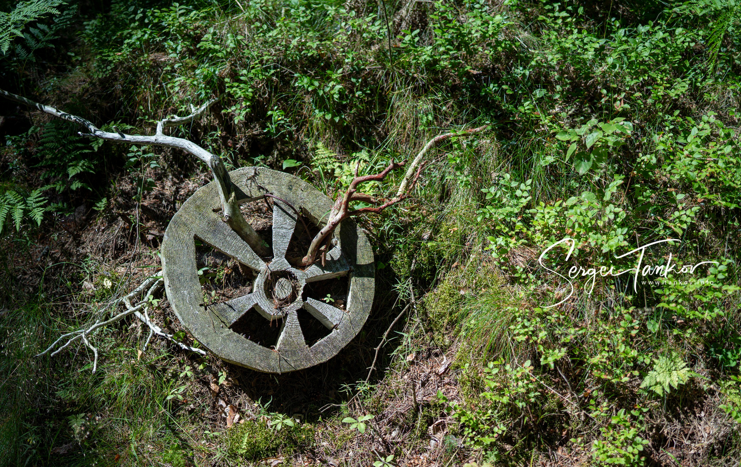 Калининград (июнь 2019). Фотограф Сергей Танков