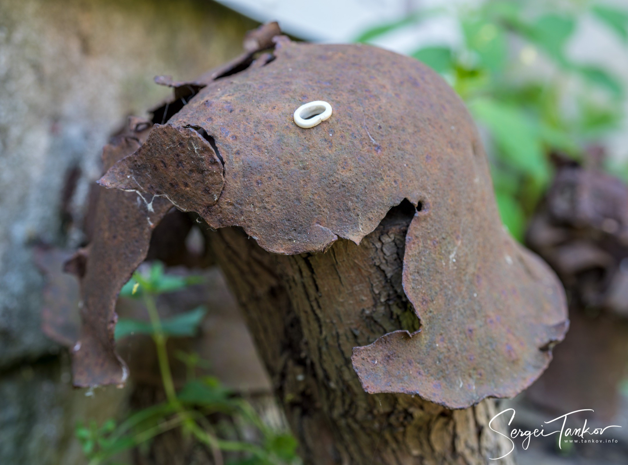 Калининград (июнь 2019). Фотограф Сергей Танков