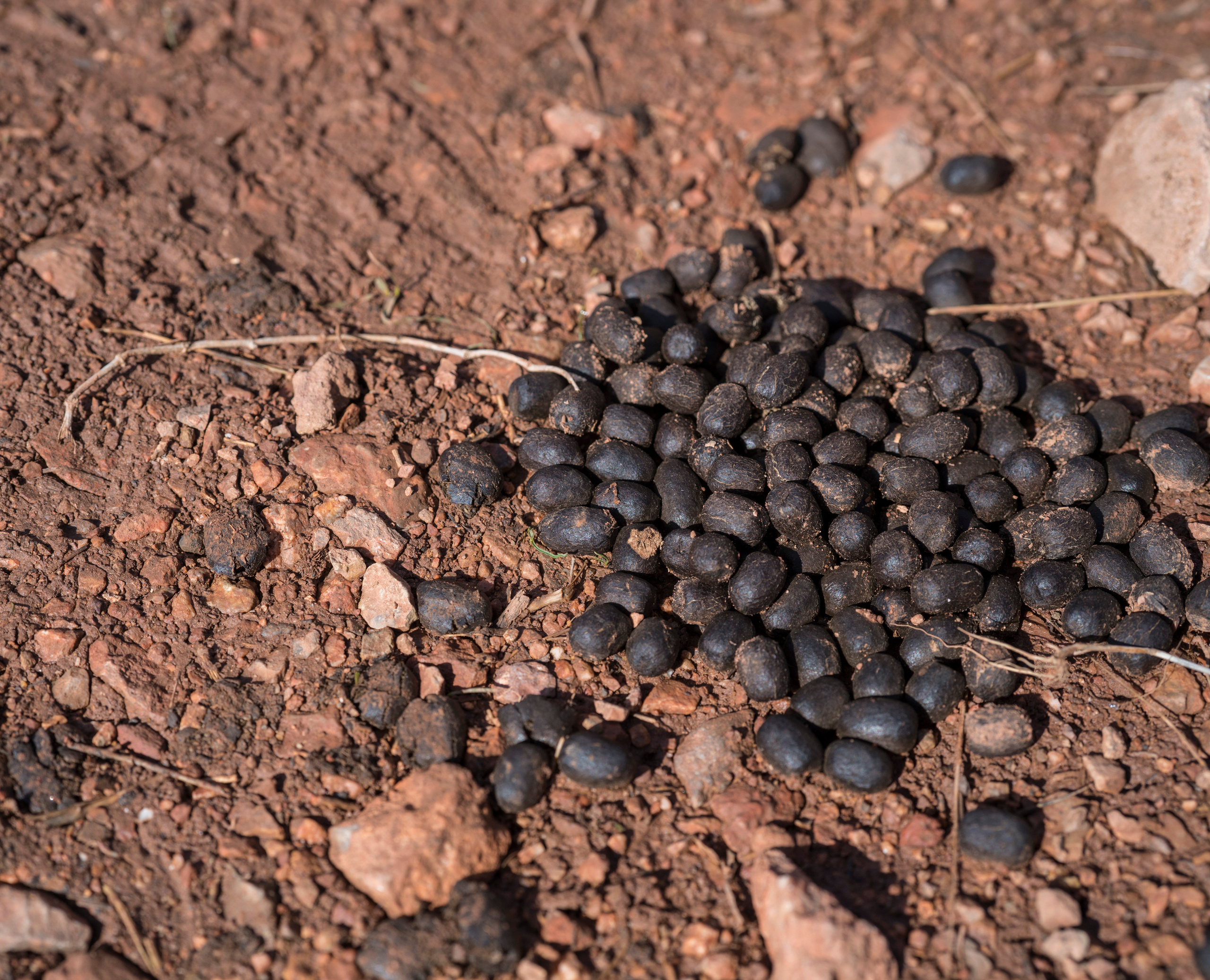 Армения (январь 2019). Фотограф Сергей Танков