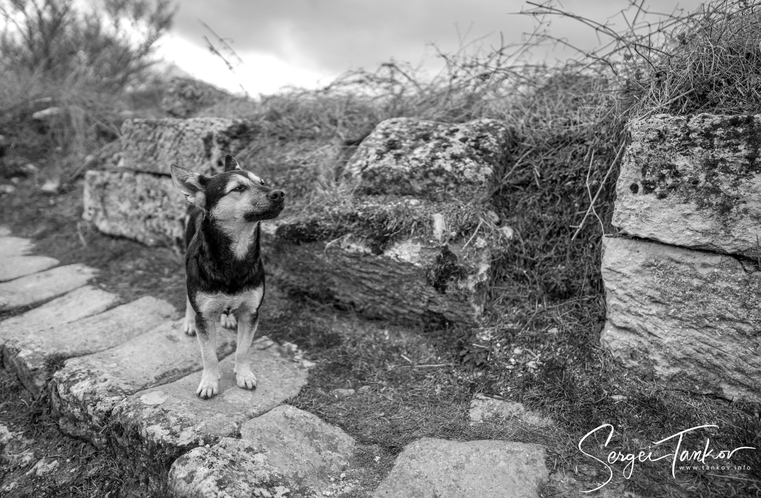 Крым (январь 2020). Фотограф Сергей Танков